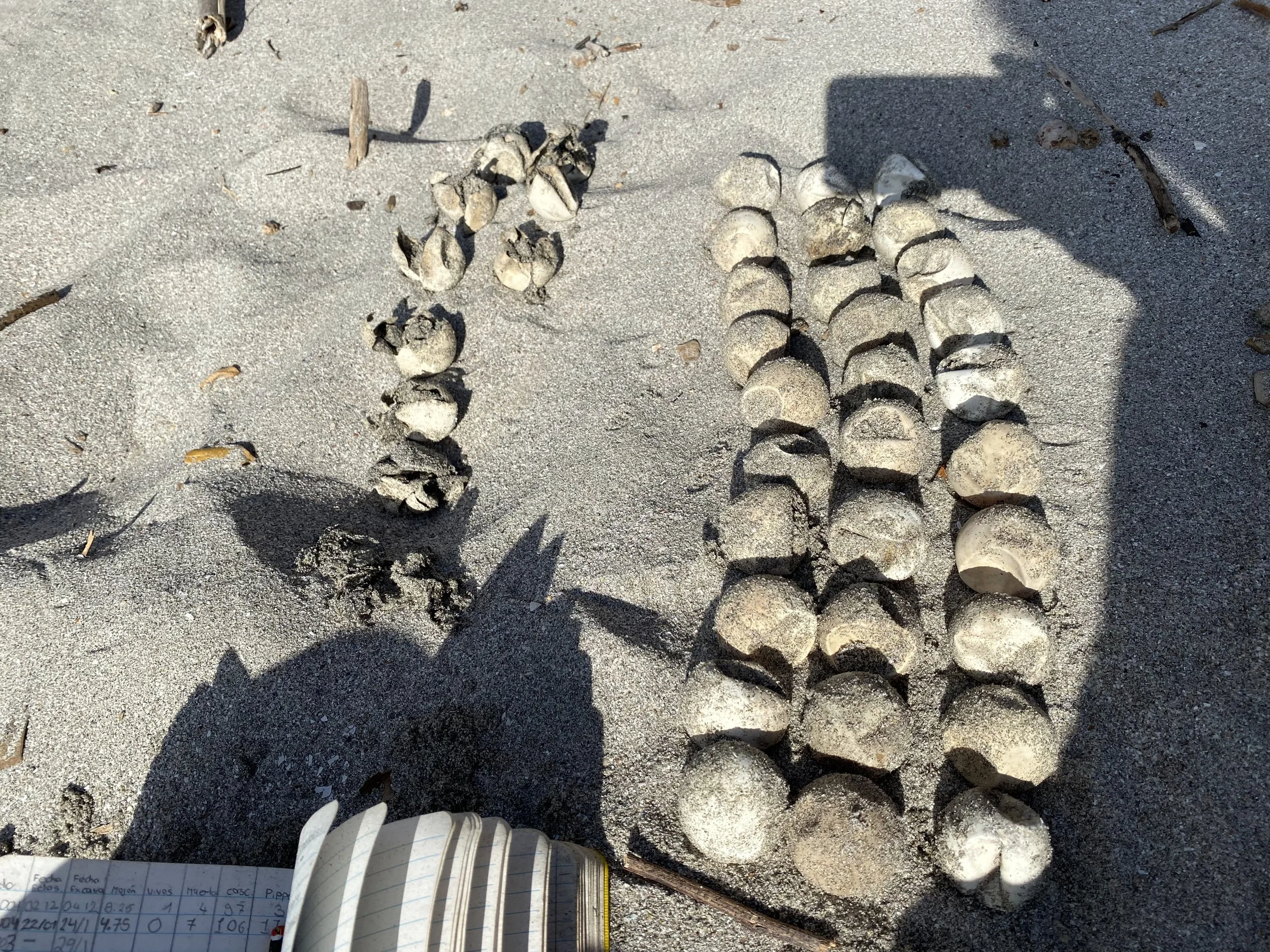 Hatched eggshells and unhatched leatherback sea turtle eggs arranged on the sand after a nest excavation in Cabuyal, Costa Rica.