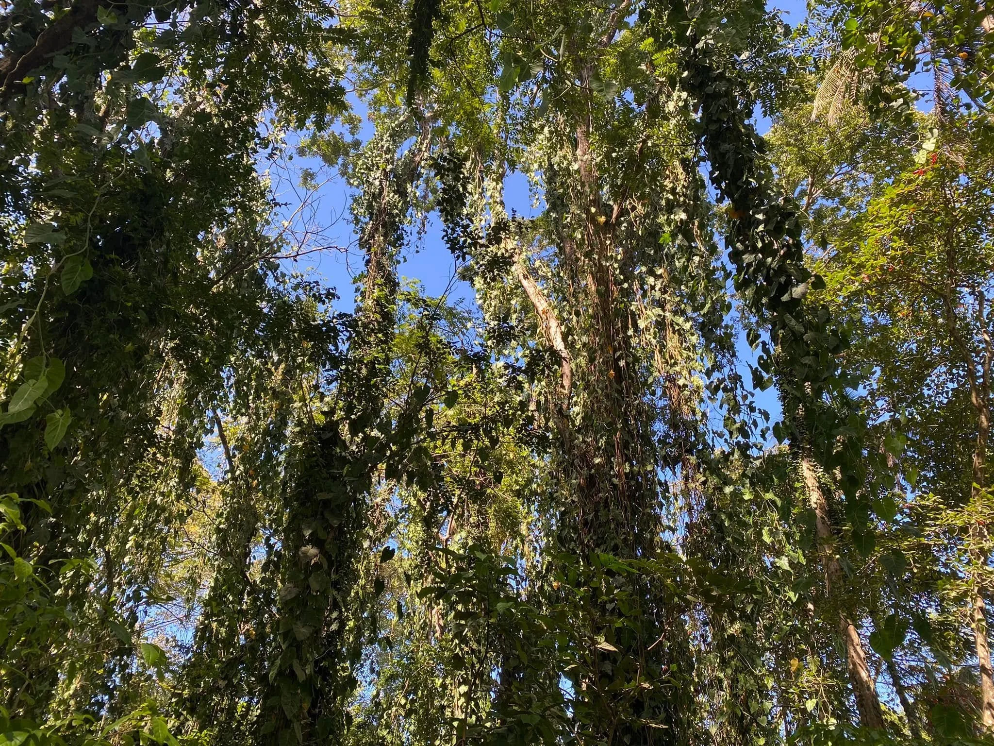 Dense tropical rainforest canopy in Puerto Viejo, Costa Rica, with vines and thick green foliage against a bright blue sky.