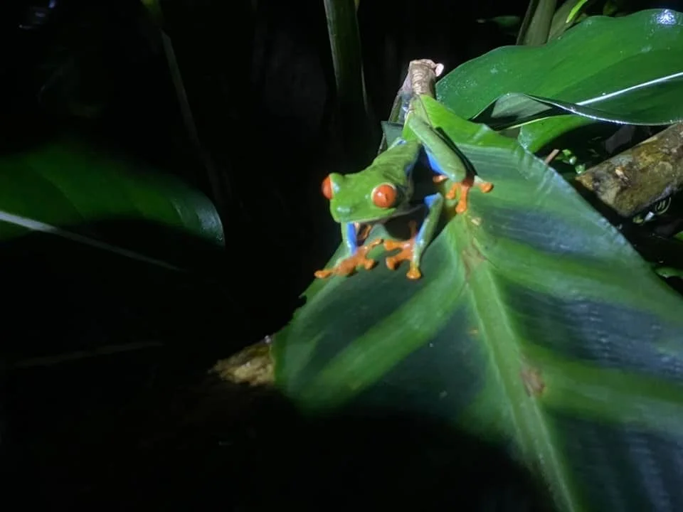 Red-eyed tree frog perched on a tropical leaf at night in Costa Rica.