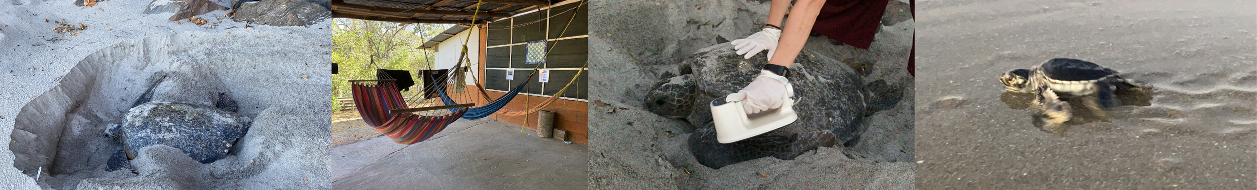 Collage showing a sea turtle nesting on the beach, hammocks at a remote volunteer camp, a volunteer measuring a sea turtle's carapace during conservation work, and a sea turtle returning to the Pacific Ocean in Cabuyal, Costa Rica.