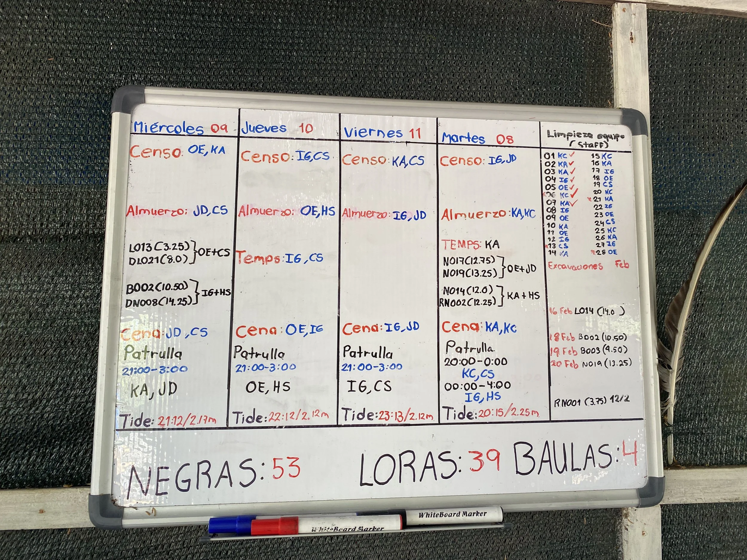 Whiteboard schedule at the Cabuyal sea turtle conservation camp showing volunteer assignments for censuses, meals, temperature checks, night patrols, tides, cleaning and nest excavations.