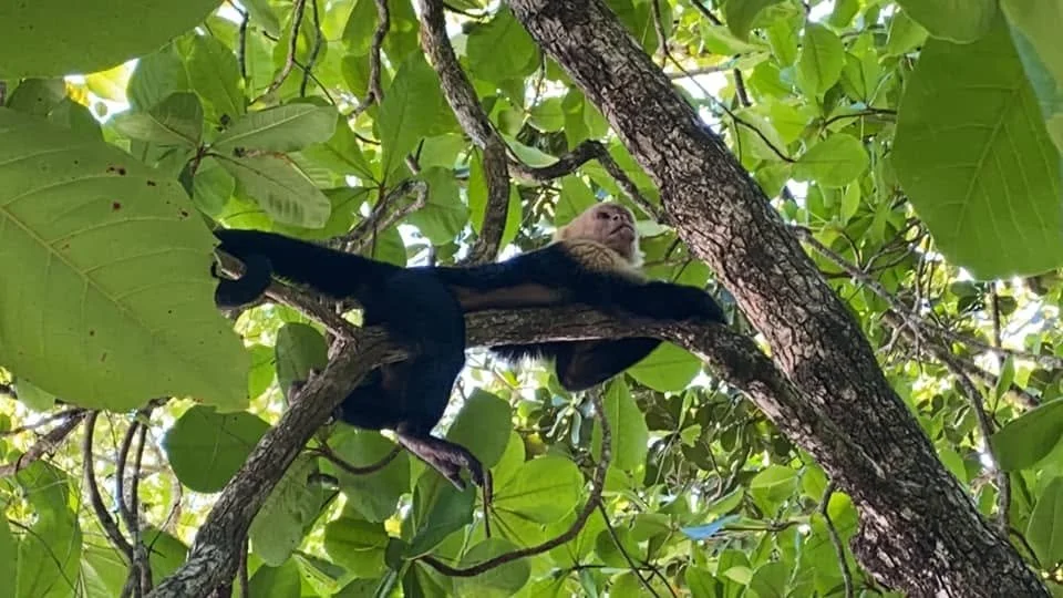 White-faced capuchin monkey stretched across a tree branch among dense green leaves in Manuel Antonio National Park, Costa Rica.