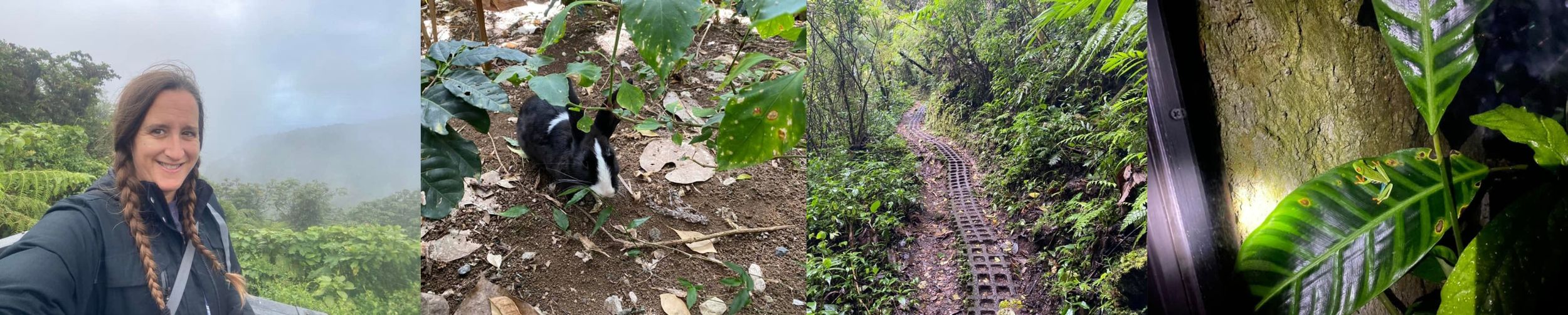 A collage showing a traveller in Monteverde's cloud forest, a rabbit, a rainforest trail, and a red-eyed tree frog at night in Monteverde, Costa Rica.