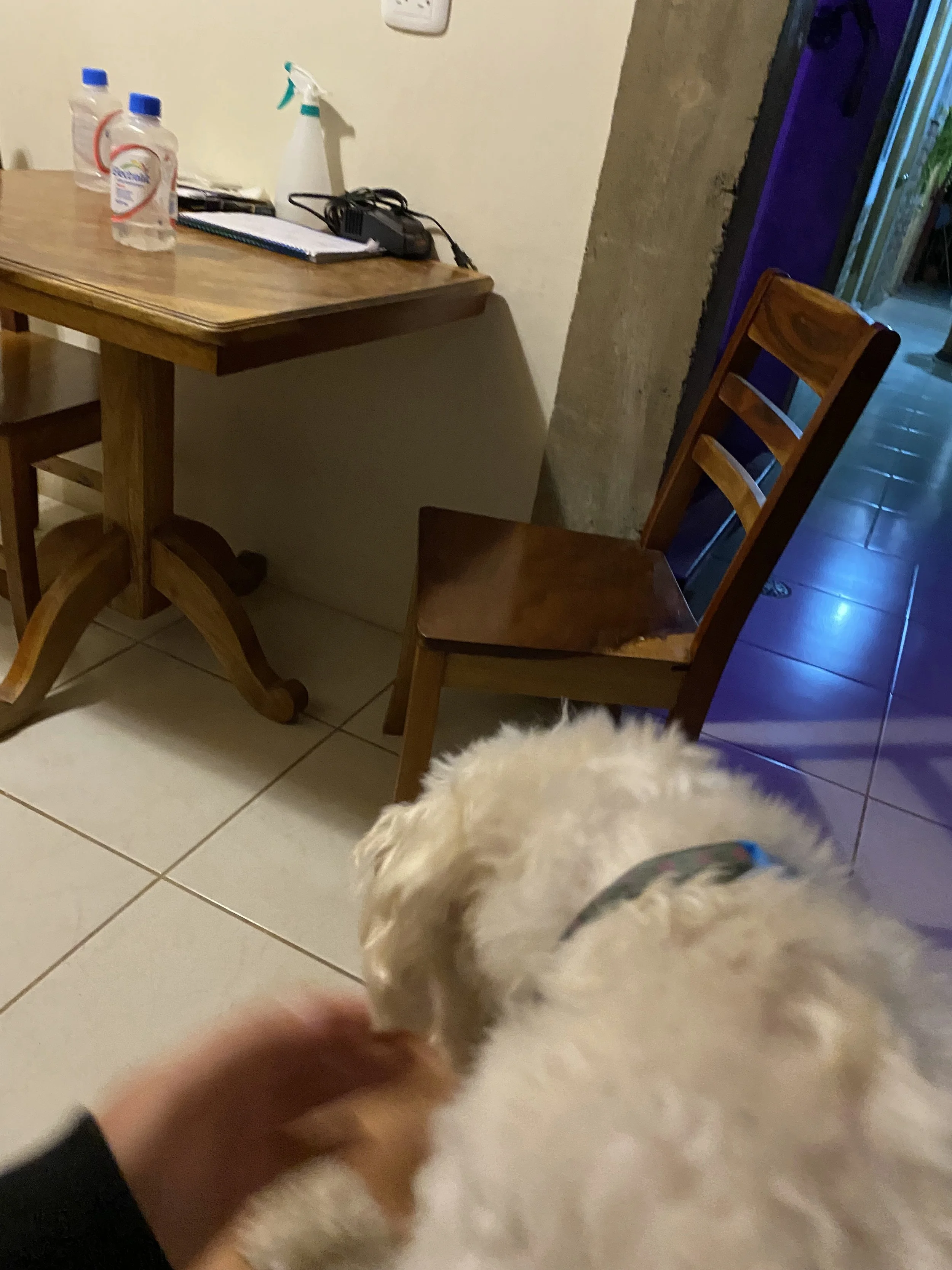Common area inside a simple hostel in Rivas, Nicaragua with a wooden table, water bottles, and a fluffy white hostel dog.
