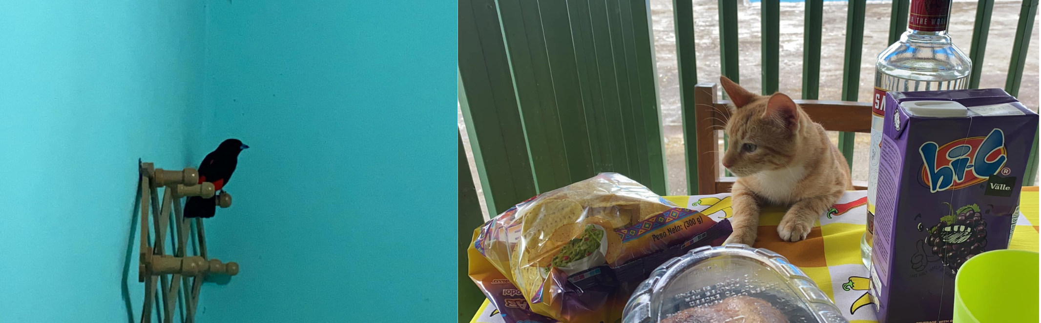 Two-photo collage showing a dark bird perched on a wooden rack inside a turquoise room and a ginger-and-white cat sitting beside groceries on an outdoor table.