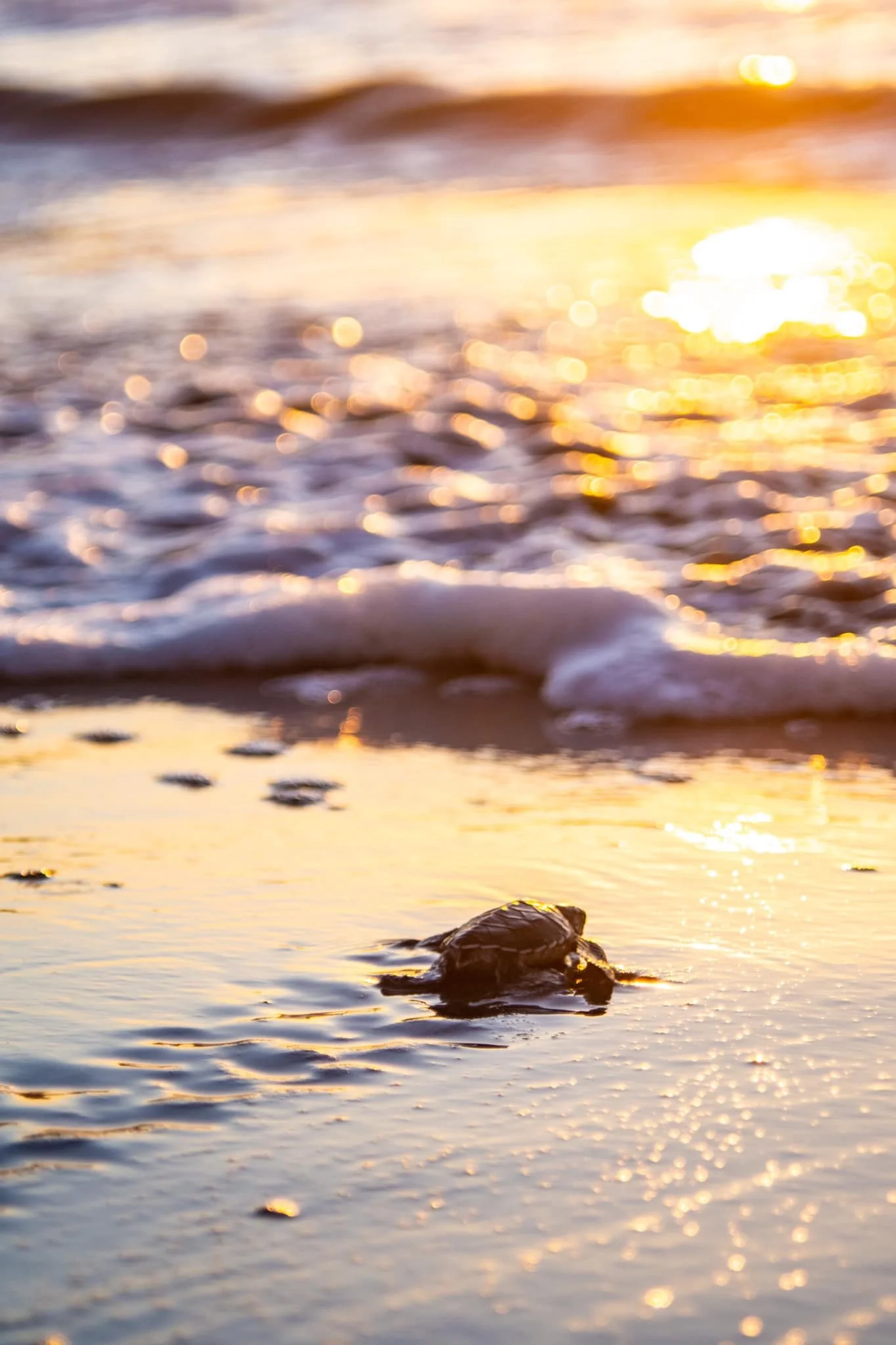 Baby sea turtle making its way across the beach toward the ocean at sunset in Cabuya, Costa Rica.