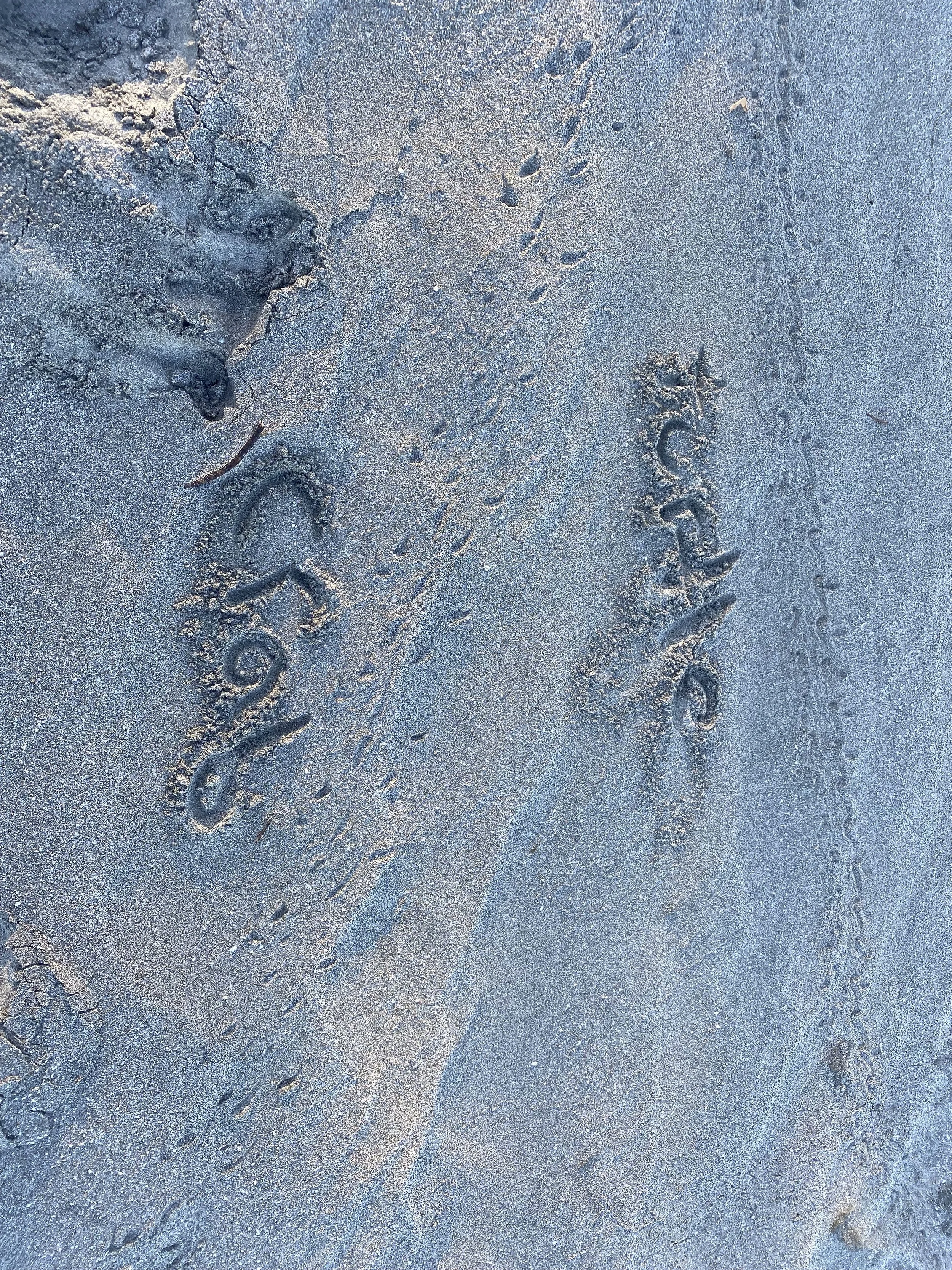 Small animal tracks crossing dark sand on Playa Cabuyal, including hatchling sea turtle and hermit crab tracks.