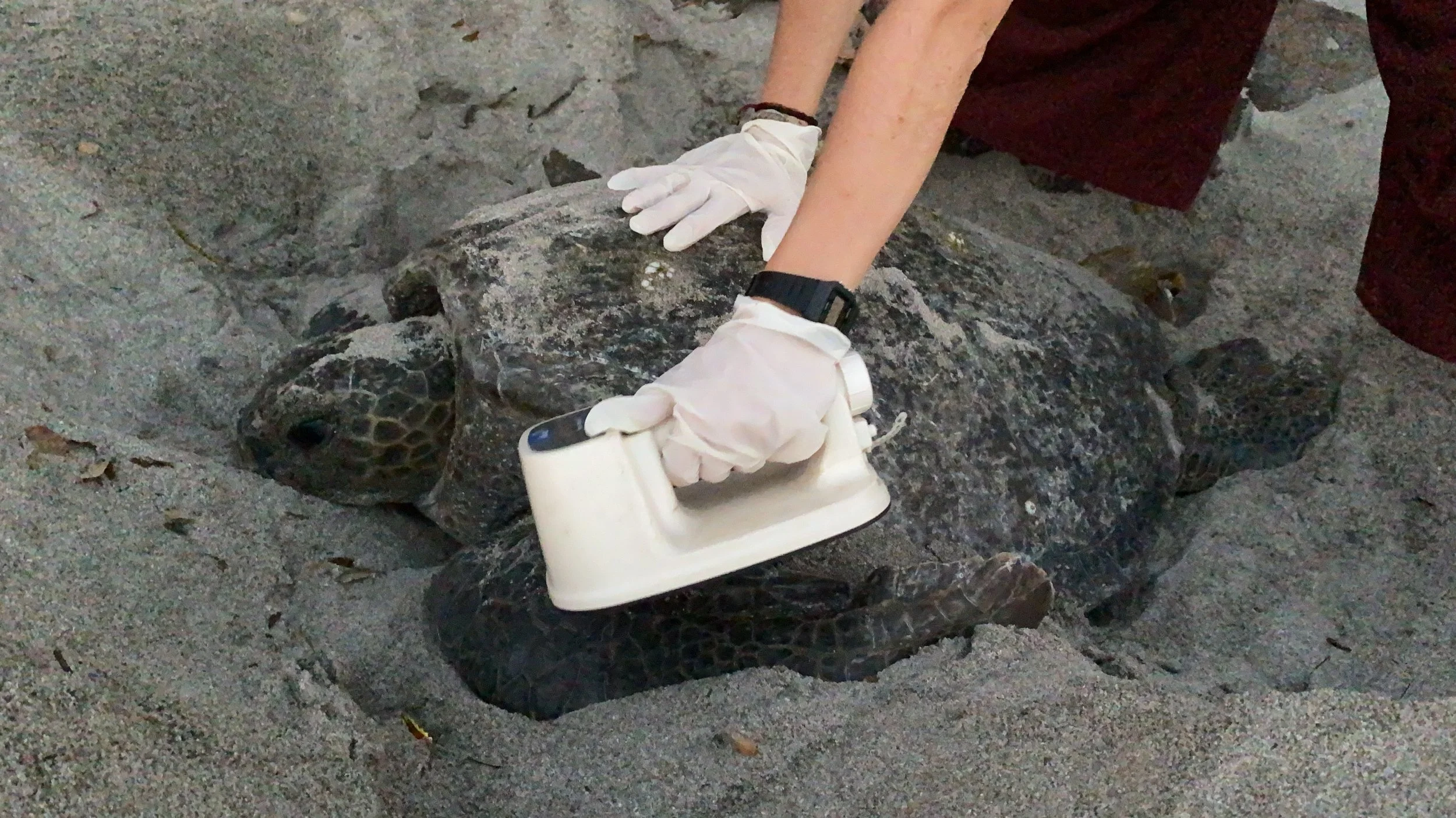 Volunteer wearing gloves collecting research data from a nesting green sea turtle on the sand at Playa Cabuyal, Costa Rica.