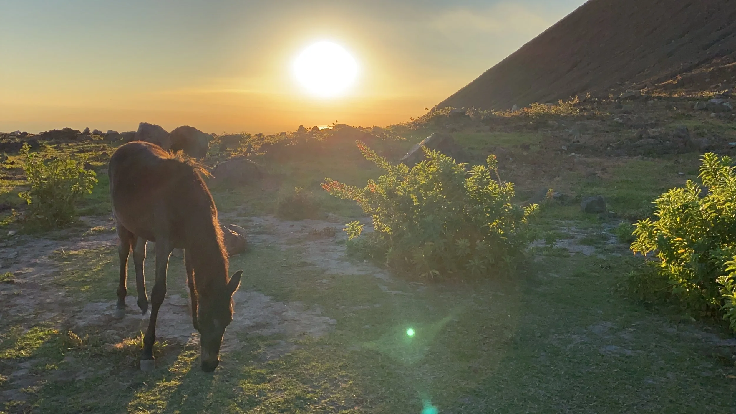Sunset view at Telica Volcano in Nicaragua with a horse grazing near the volcanic landscape