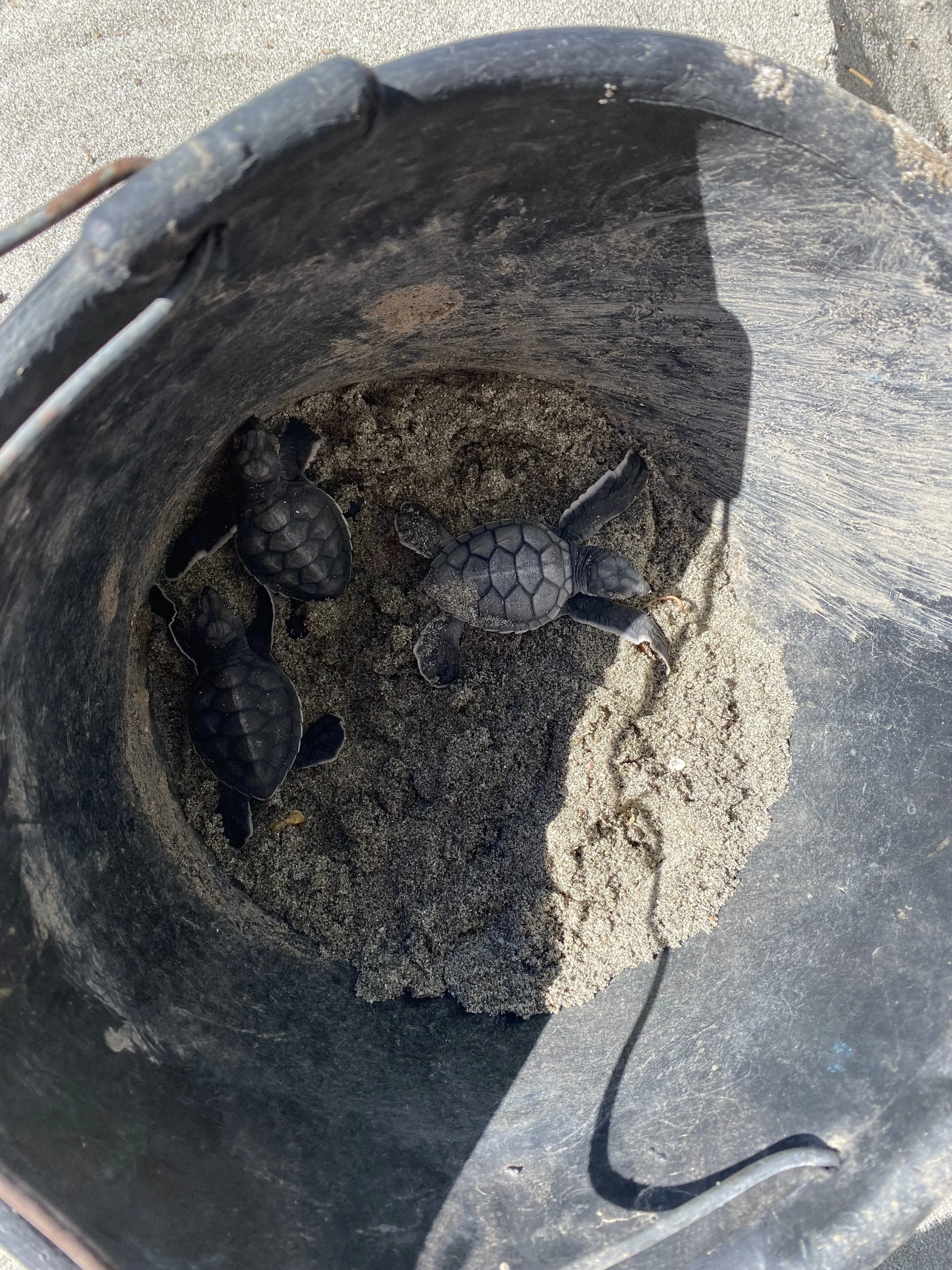 Three baby sea turtle hatchlings resting on sand inside a bucket before being released at sunset in Cabuyal, Costa Rica.