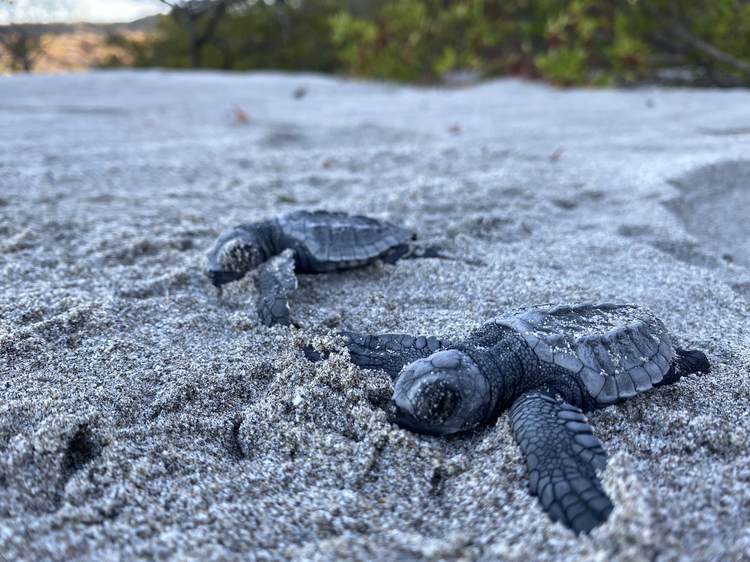 Two deceased sea turtle hatchlings lying on the sand during a nest excavation in Cabuyal, Costa Rica.