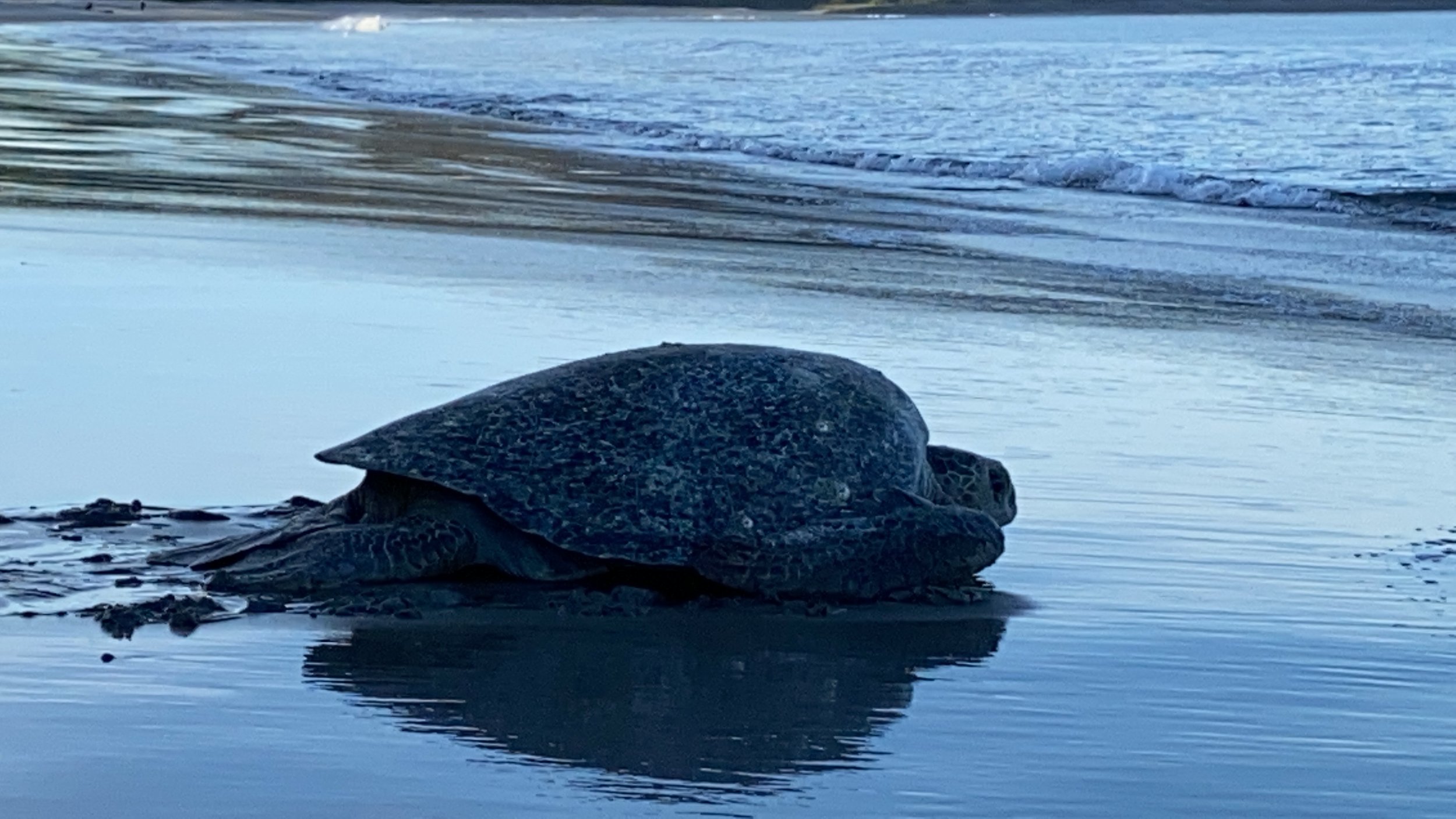 A green sea turtle emerging from the Pacific Ocean onto Playa Cabuyal, Costa Rica, during a nighttime nesting patrol.