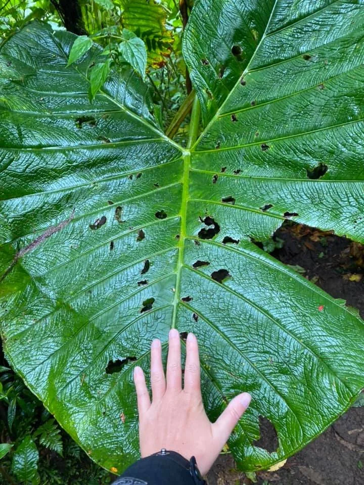 Person's hand resting on an enormous tropical leaf in a Costa Rican rainforest.