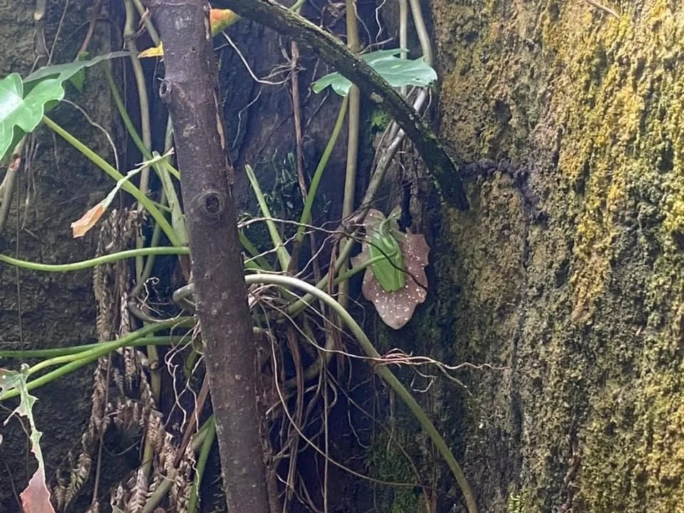 A red-eyed tree frog sleeps amongst leaves inside an enclosure at Ranario Monteverde in Costa Rica.