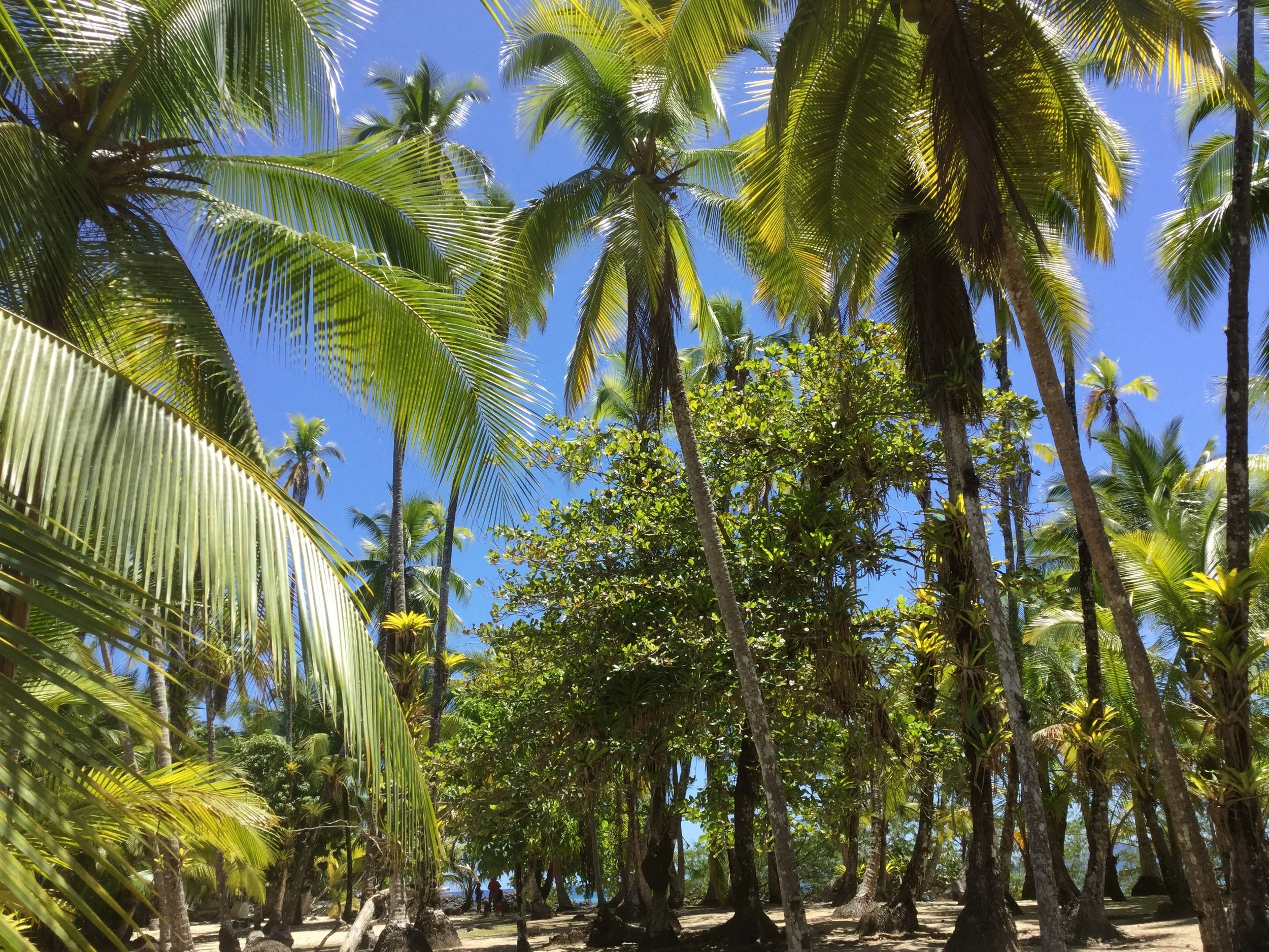 Dense grove of tall coconut palm trees beneath a bright blue tropical sky.