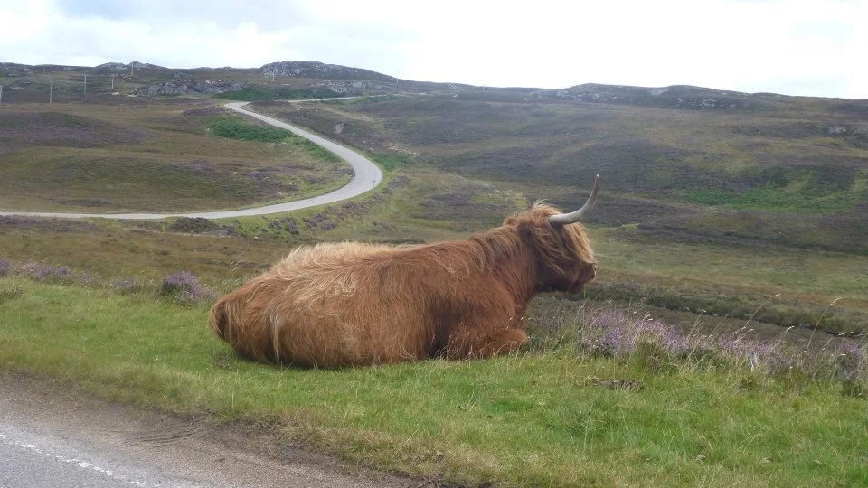 highland cow beside winding road scottish highlands