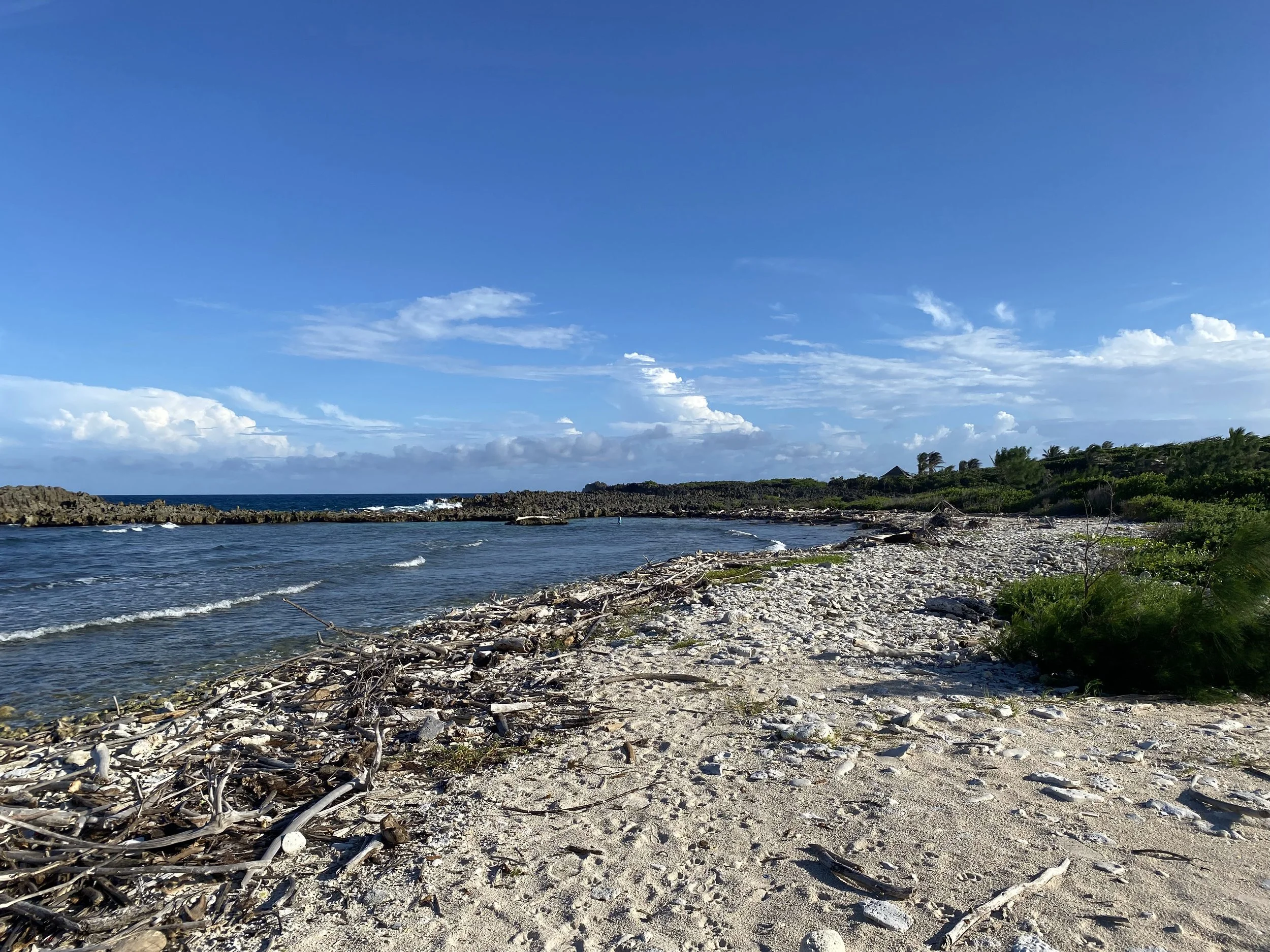 Rocky beach in Utila with driftwood scattered along the shoreline and blue sky overhead.