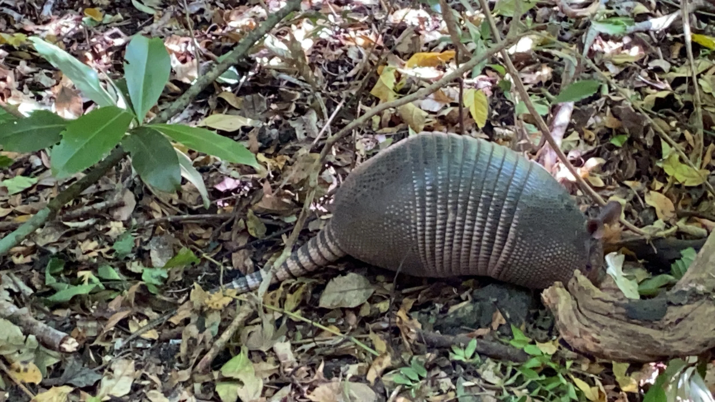 Wild armadillo walking through the forest floor in Rincón de la Vieja National Park near Liberia, Costa Rica.