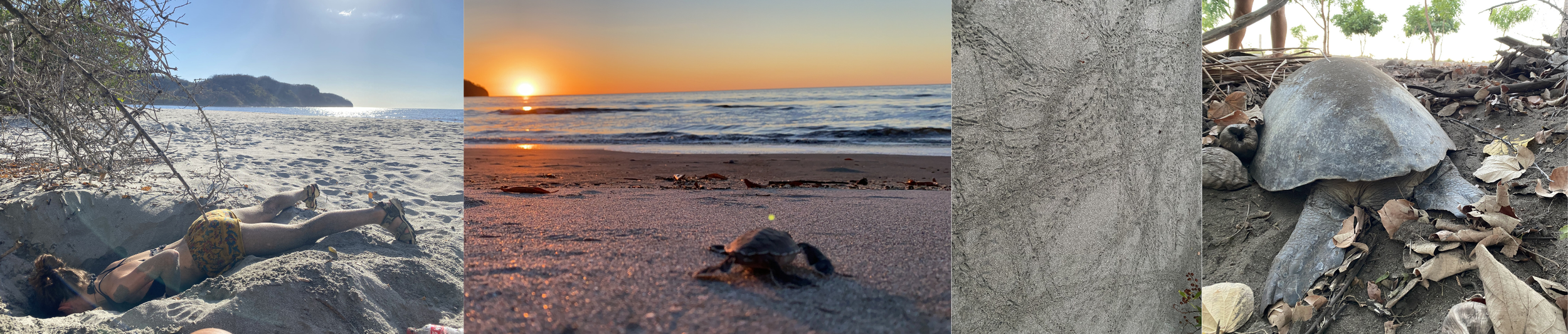 Four-photo collage from sea turtle volunteering in Cabuyal, Costa Rica, showing a volunteer relaxing on the beach, a sea turtle hatchling at sunset, turtle tracks in the sand, and an adult green sea turtle near the vegetation.