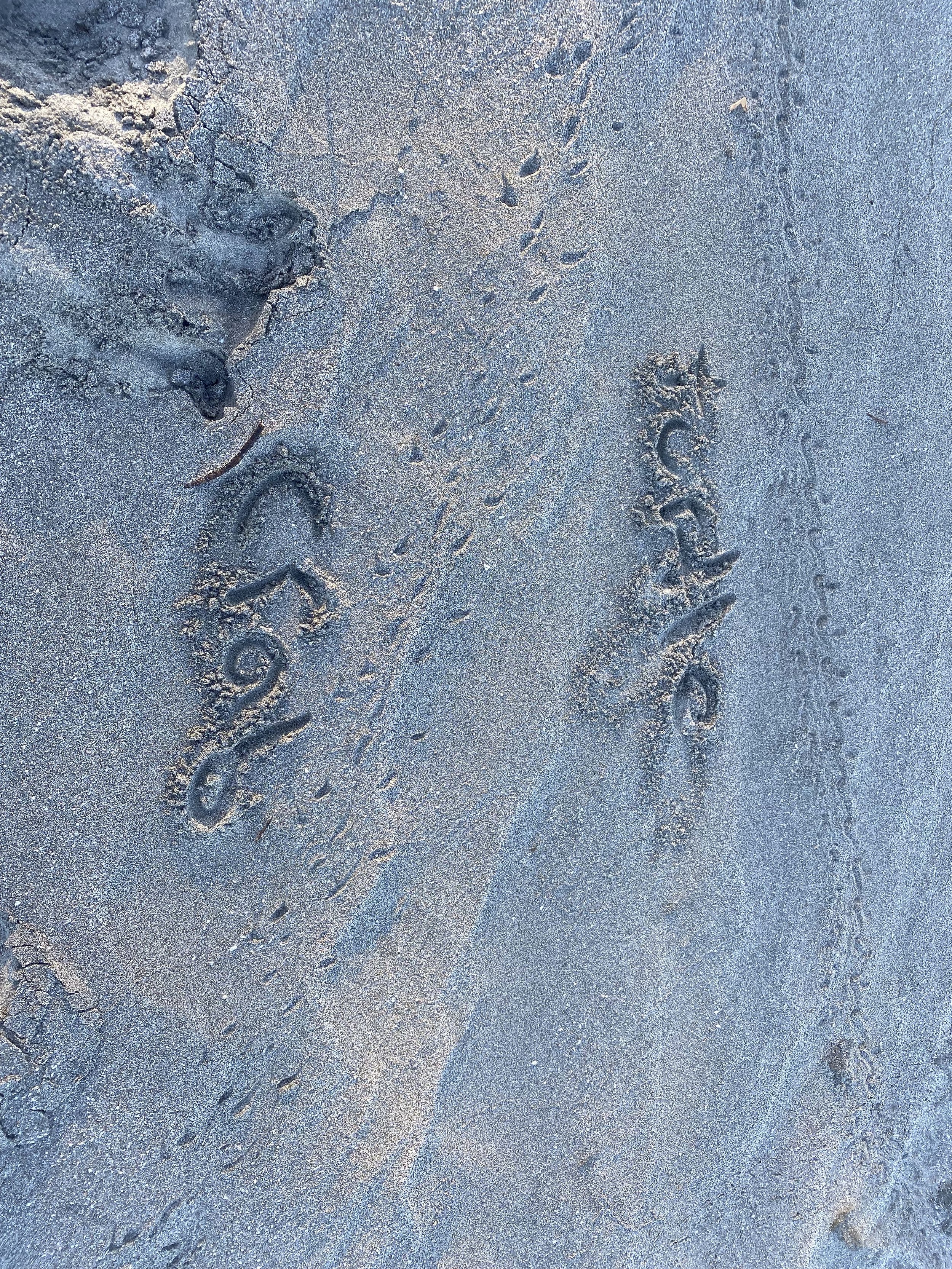 Tracks left by newly hatched sea turtles and crabs crossing the sand on Playa Cabuyal, Costa Rica, during a morning beach patrol.