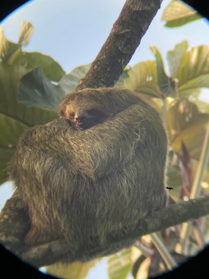 Close-up of a sloth resting in a tree surrounded by tropical foliage in Costa Rica.