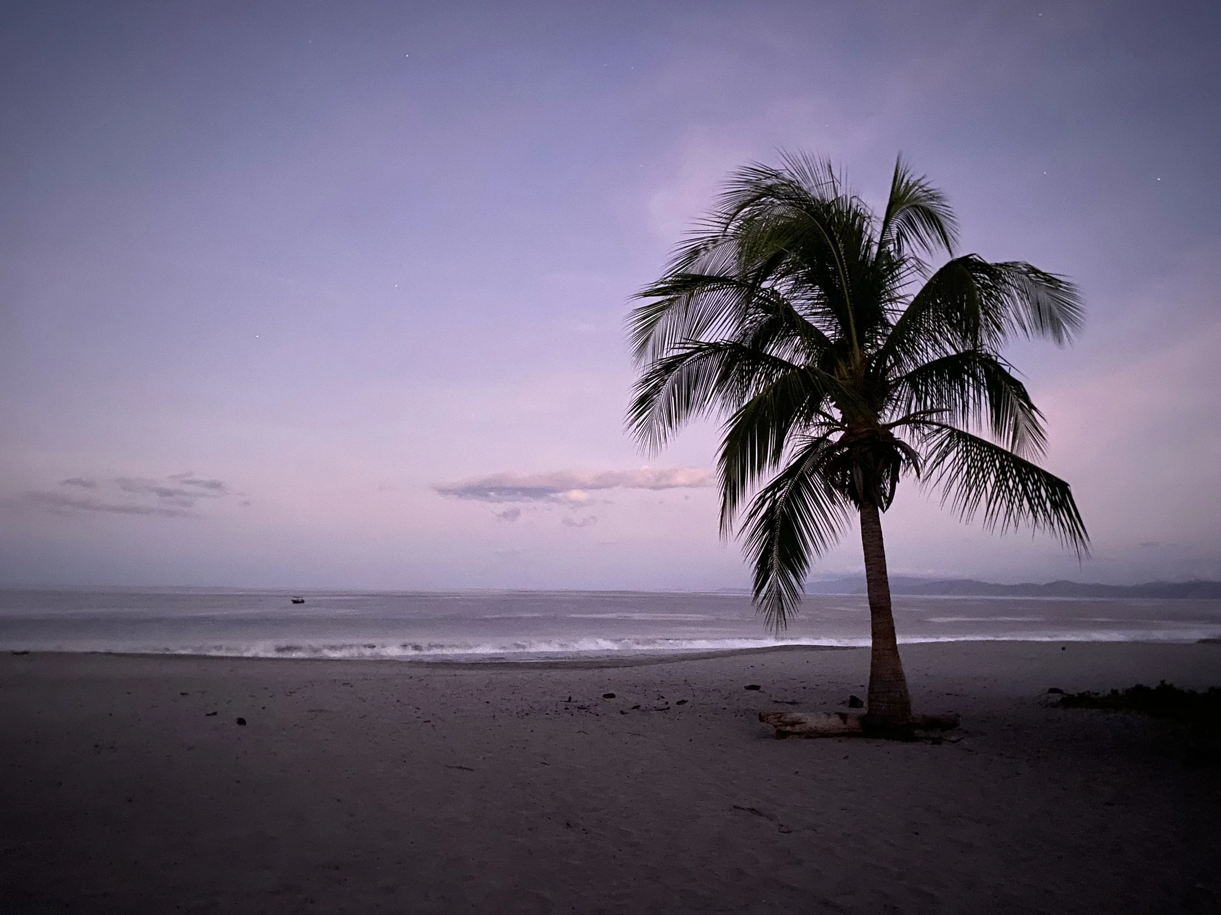 Twilight view of Playa Cabuyal in Costa Rica with a lone palm tree overlooking the beach before a nighttime sea turtle patrol began.