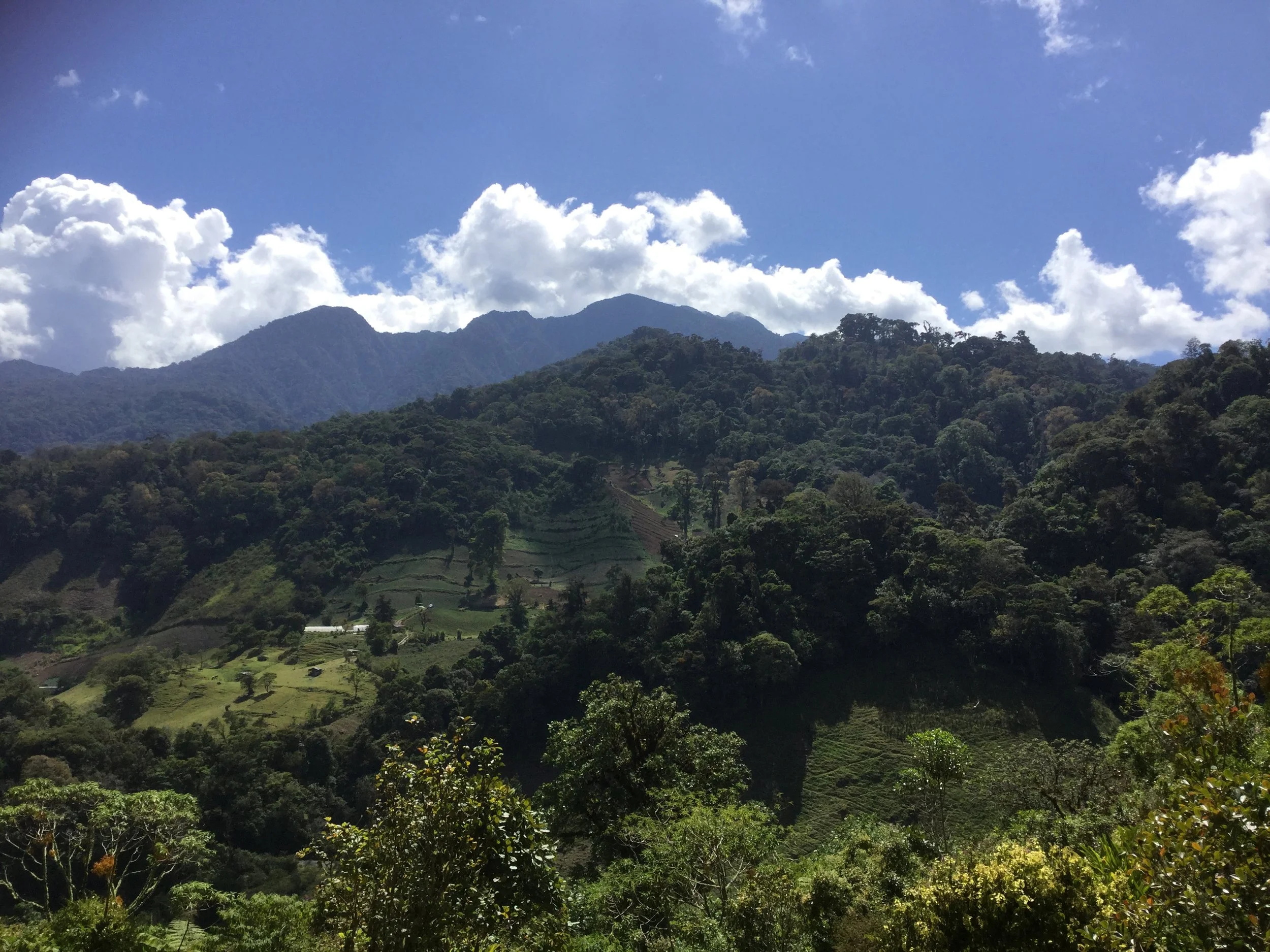 A wide view of Boquete’s forested mountains and cultivated green hills beneath a bright blue sky with white clouds.