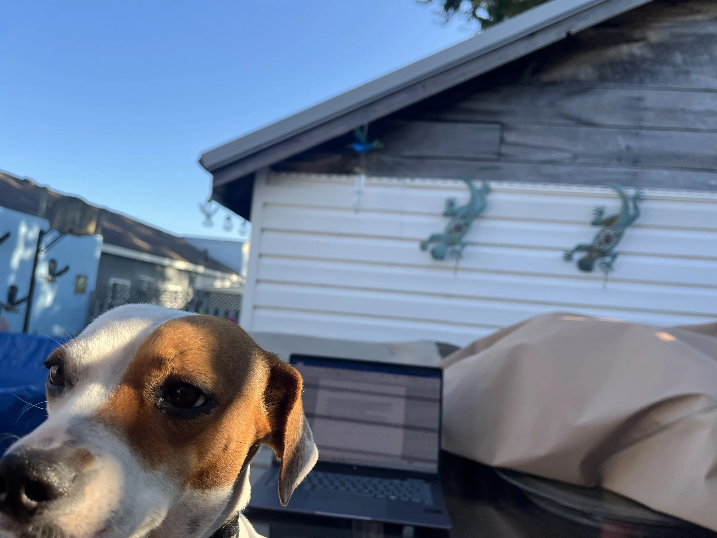 A curious dog standing in front of a laptop on an outdoor patio, blocking the camera while someone works on writing a travel article in the background.