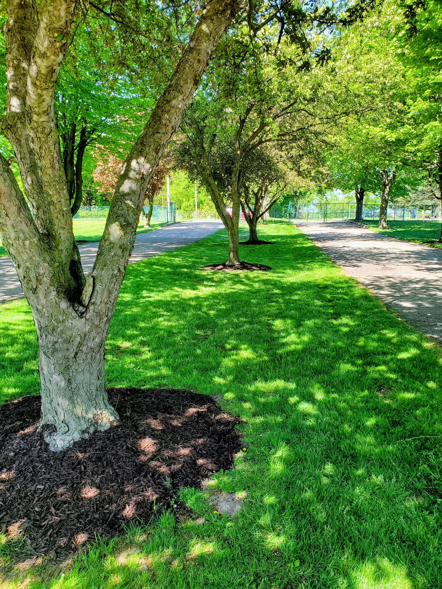 Tree-lined walkway through the cemetery grounds