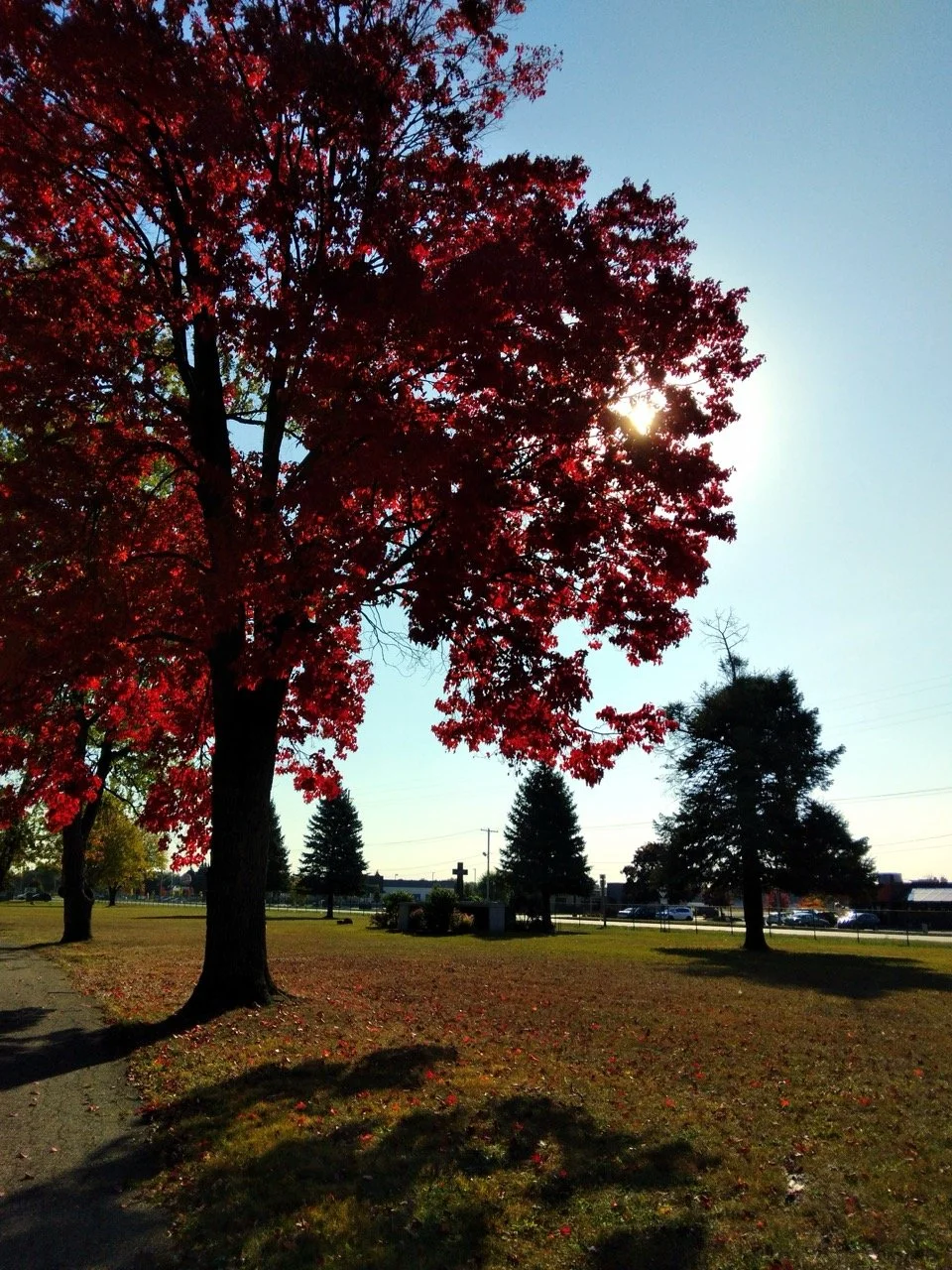Red maple tree with sunlight through the branches at Battle Creek Memorial Park