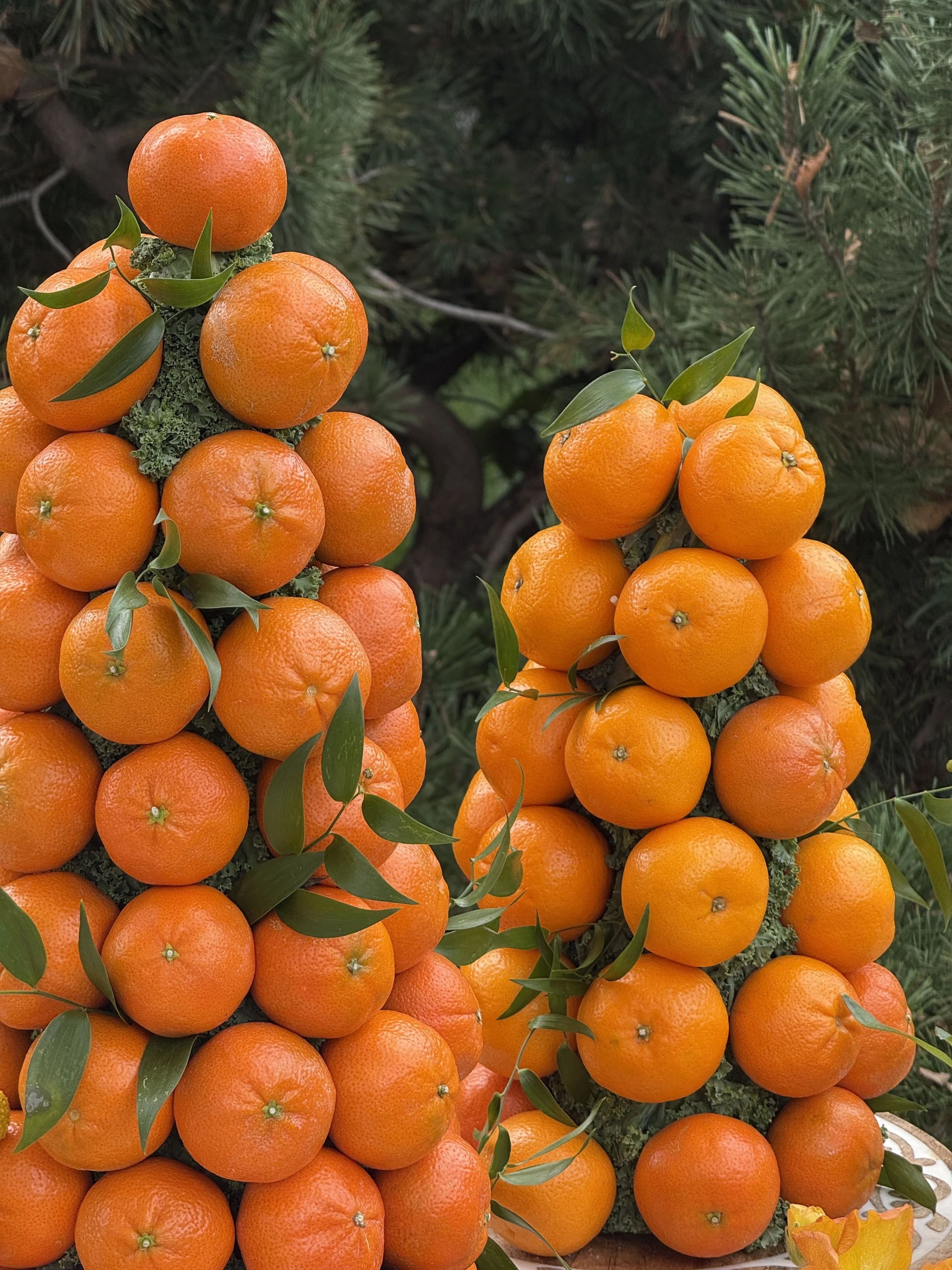Two arrangements of tangerines with green leaves, resembling small Christmas trees, placed outdoors with green pine branches in the background.