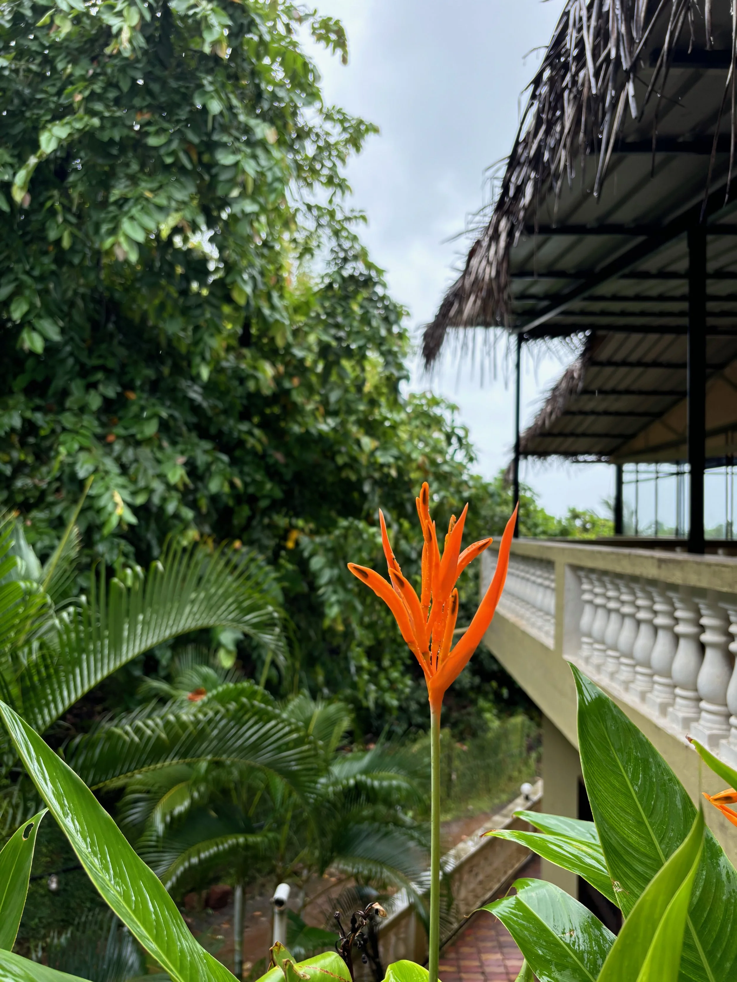 IMG_1041.jpeg