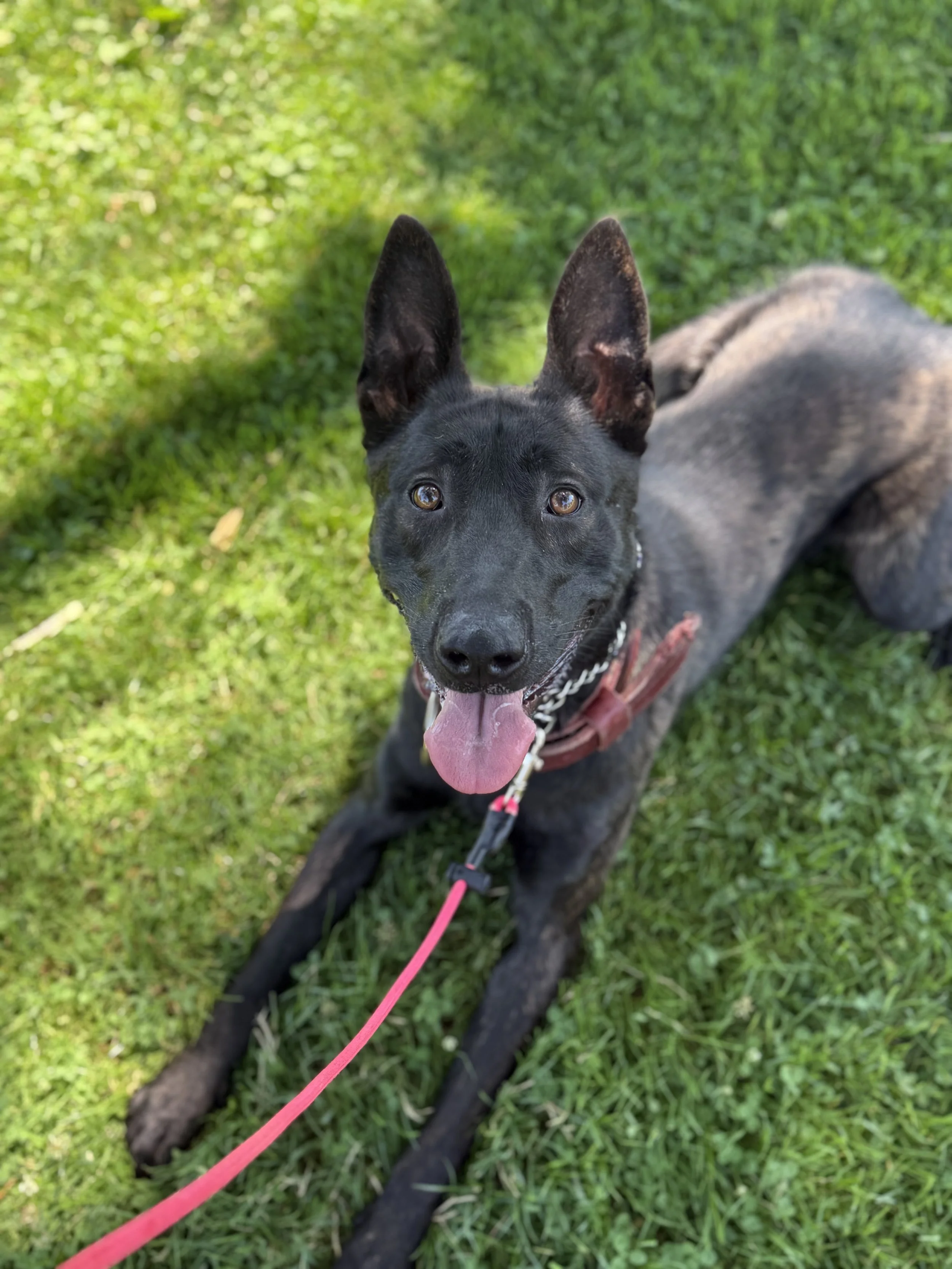 A black dog with large ears, lying down on grass, sticking out tongue, wearing a red harness and leash.
