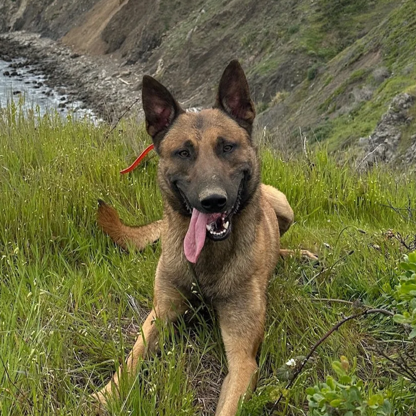 A dog with tan and black fur, sitting on grass near a rocky hillside and river, with its tongue hanging out.