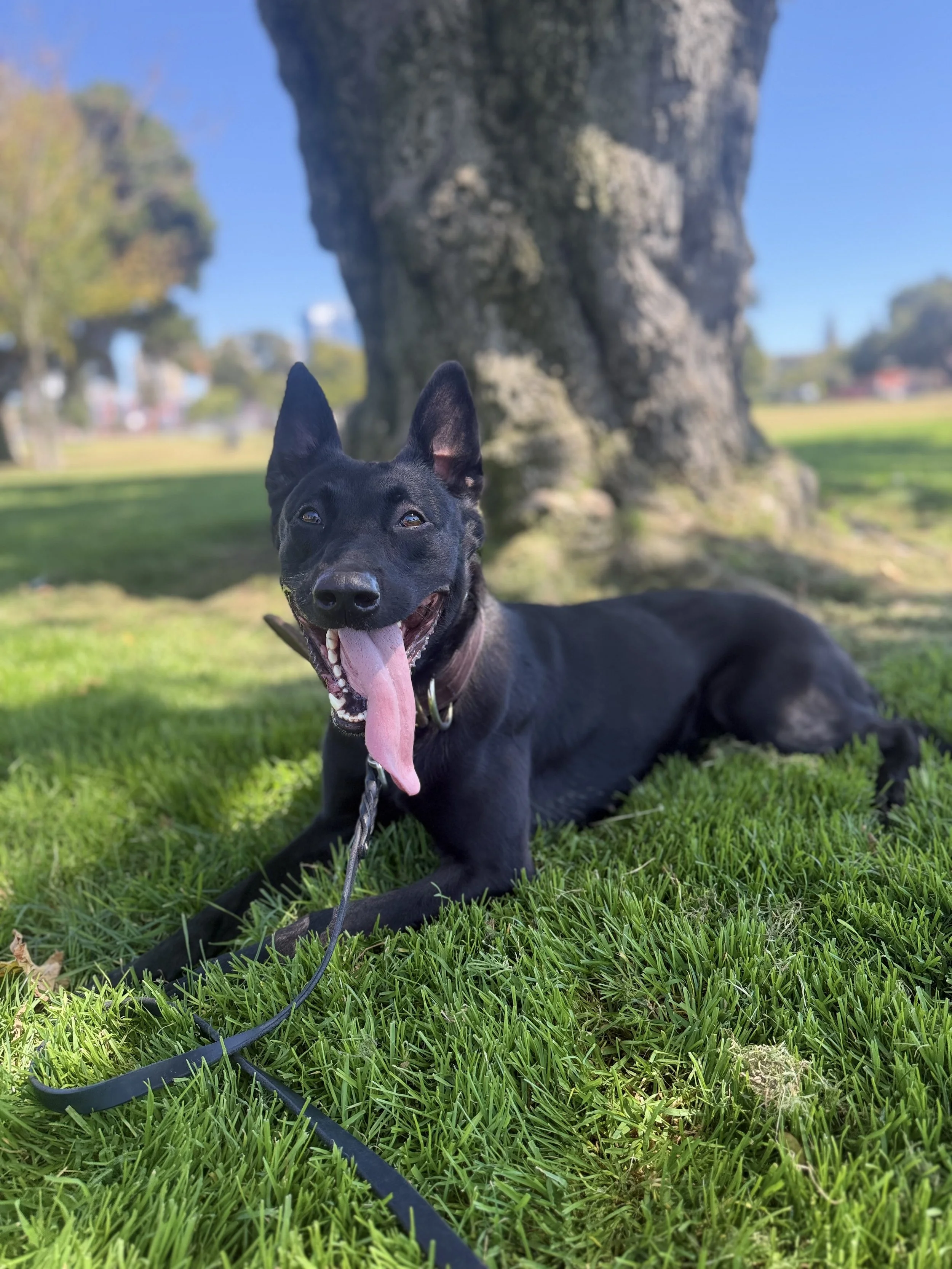 A happy black dog with pointed ears lying on green grass in front of a large rock and trees under a blue sky.