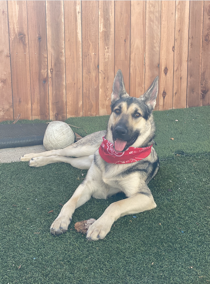 Screen Shot 2022-08-19 at 11_24_53 AM.png