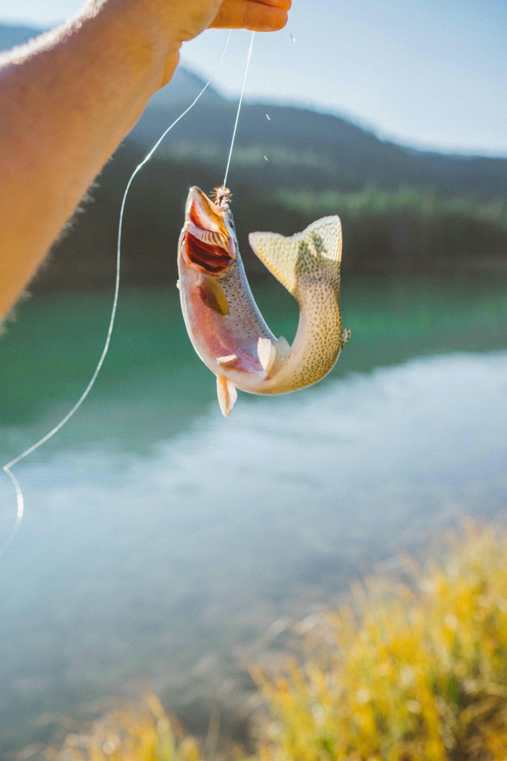 A person holding a fishing line with a fish caught on the hook, the fish is in the process of being pulled out of the water.