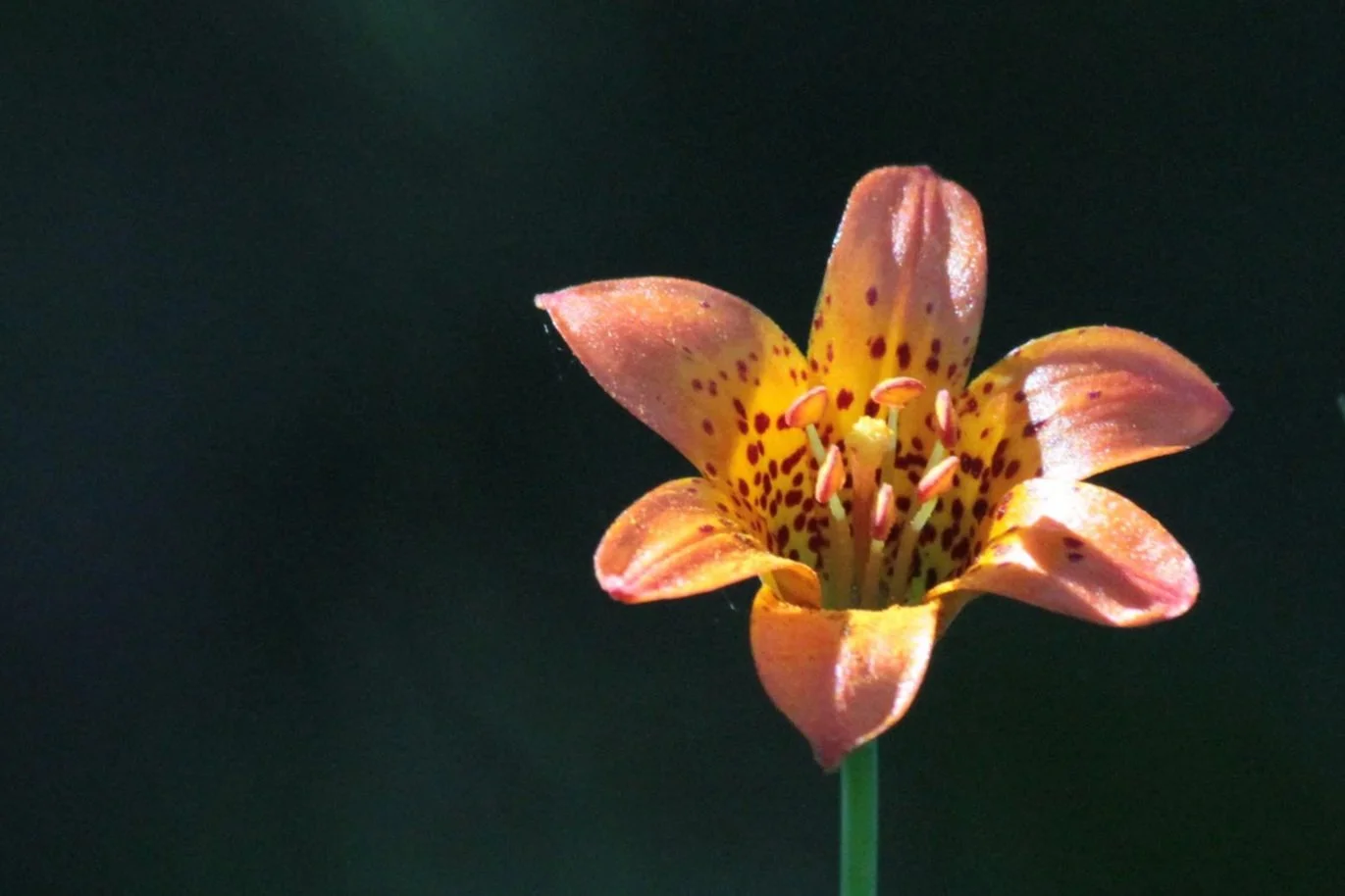 image_web_tes_6.jpg