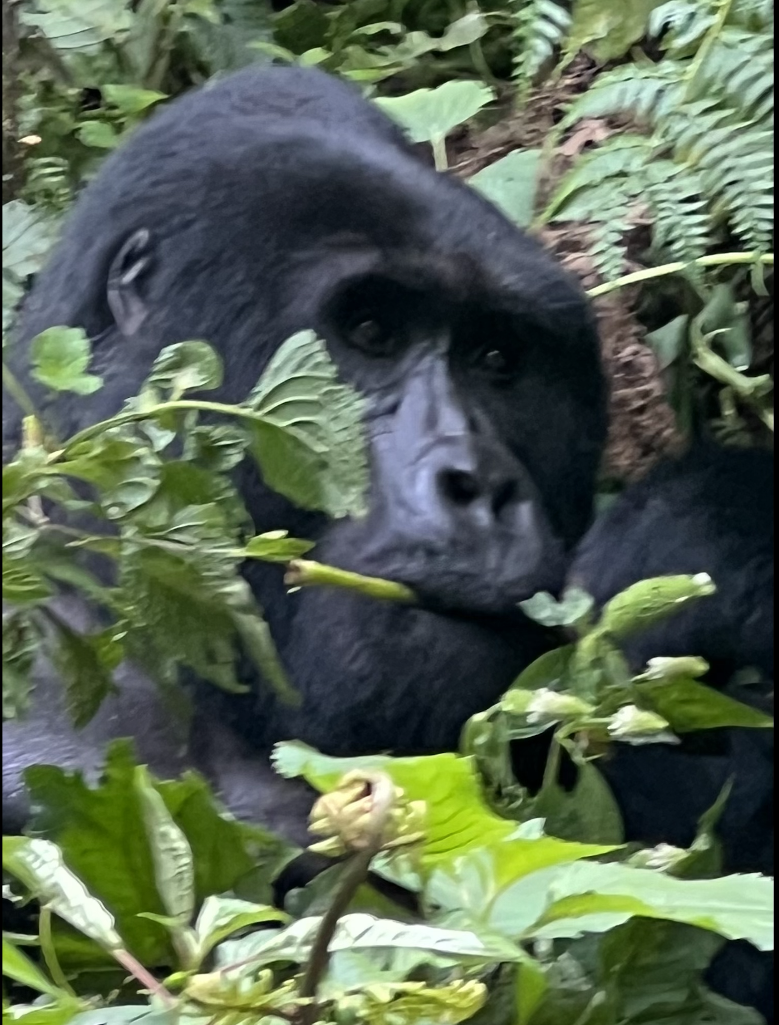 Neuer Starttermin 2.Uganda Challenge Mai / Juni 2027