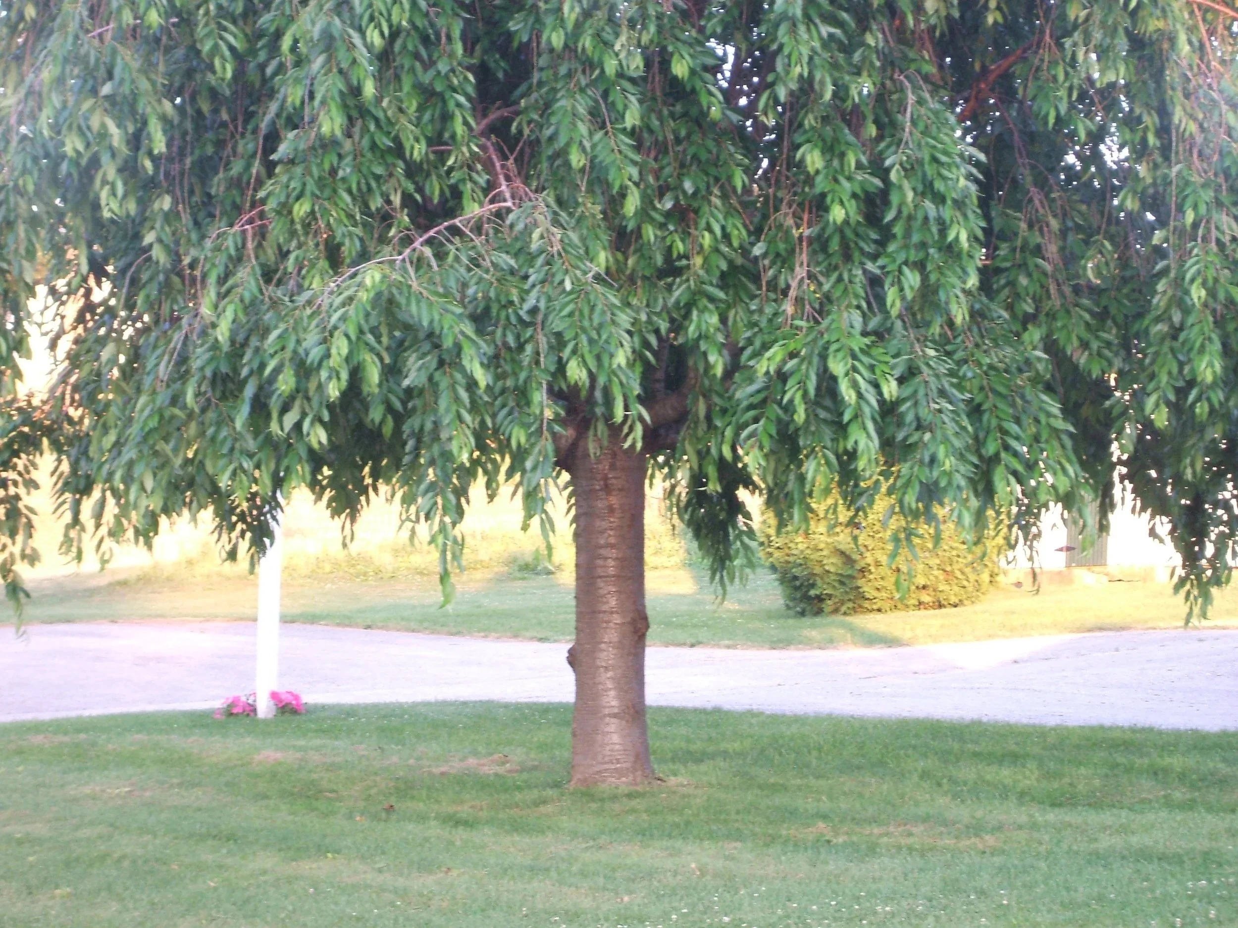 willow tree on green grass