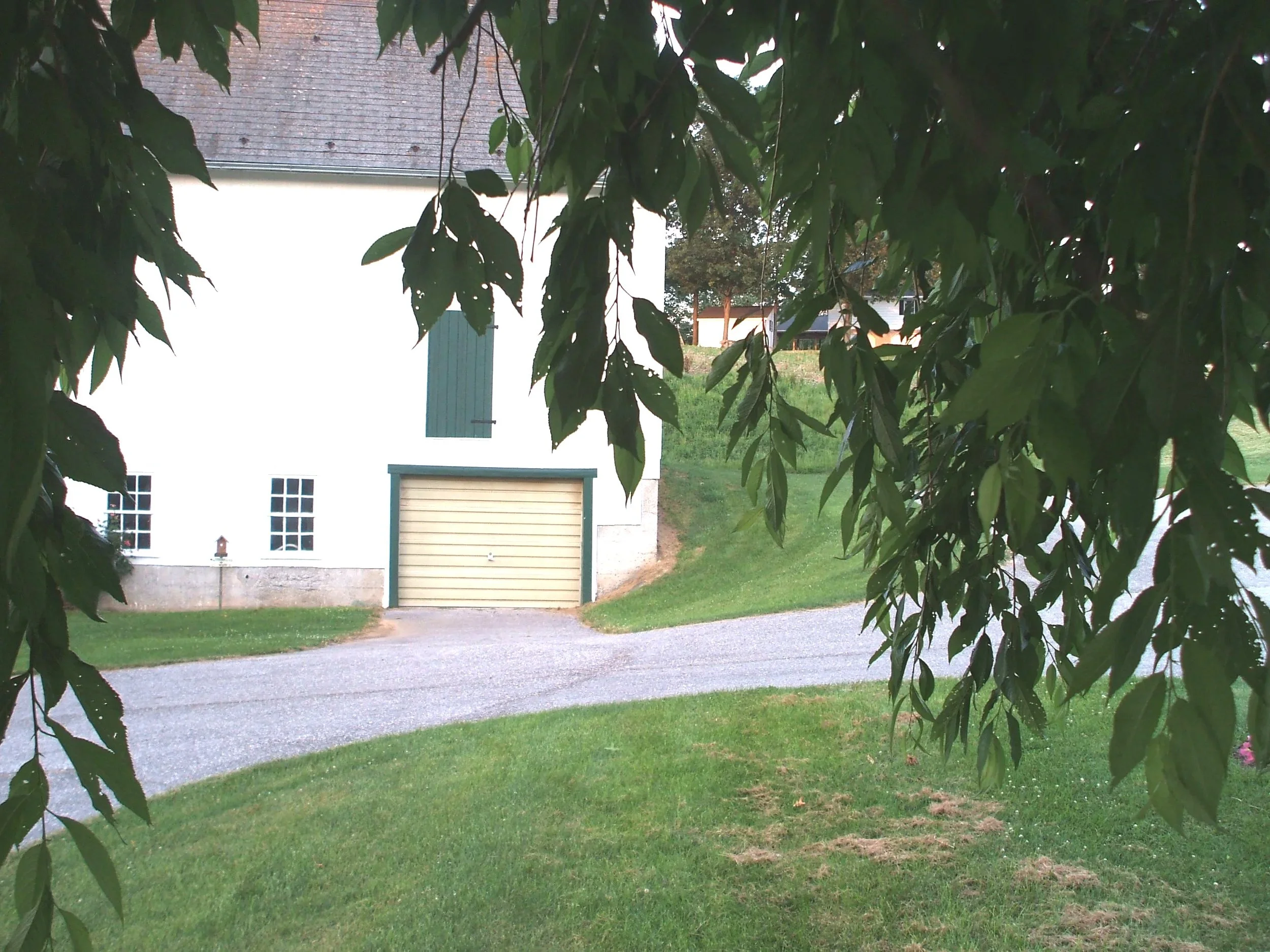 willow leaves hanging in front of a white barn