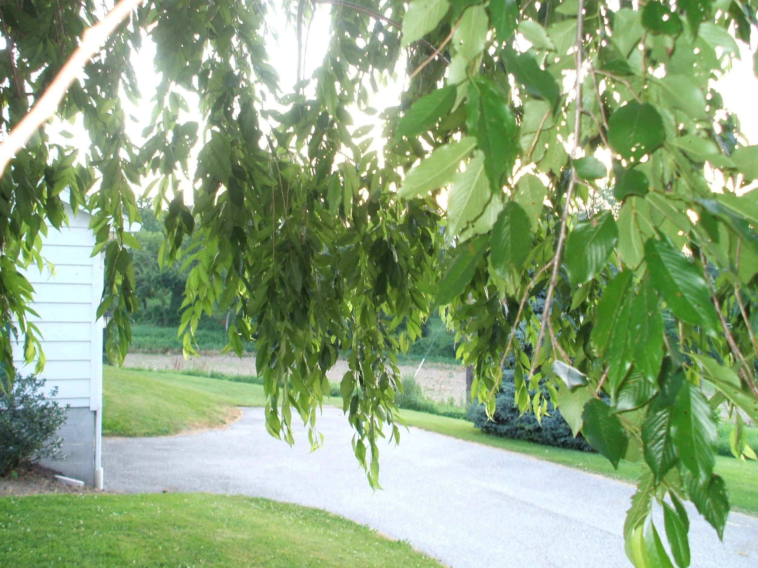 willow leaves against the sun