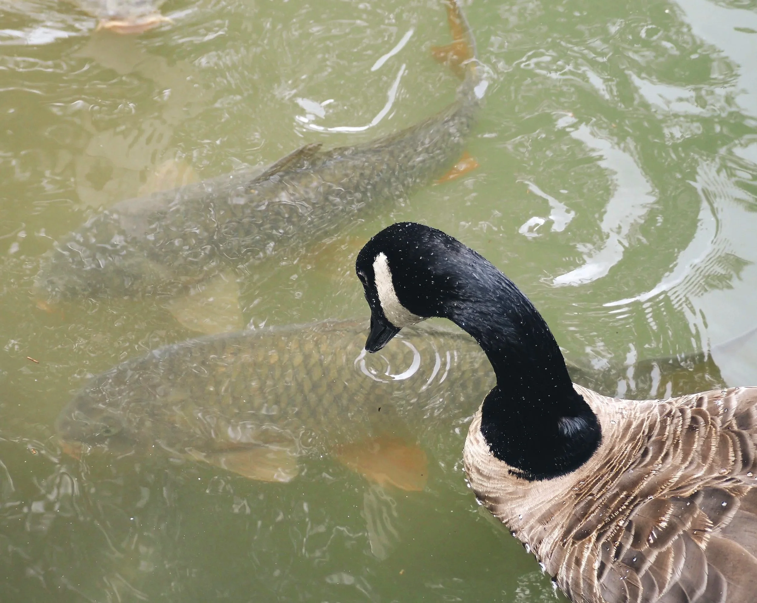 A Goose in Water looking at two big fish, Taken in Pittsburgh, PA