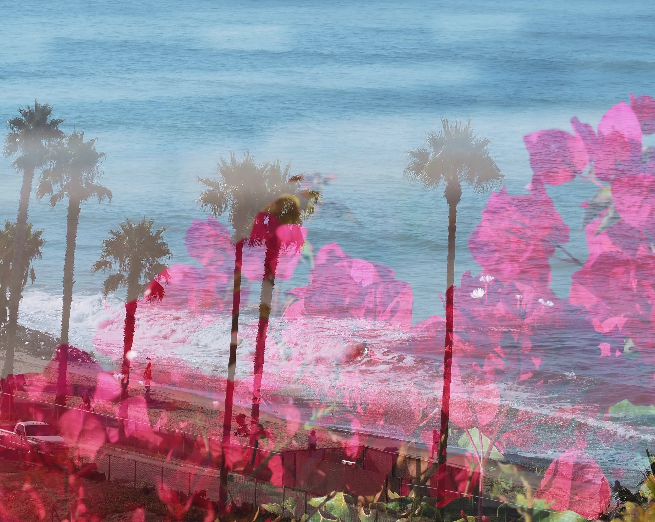 Double Exposure of California Coast and Pink Flowers