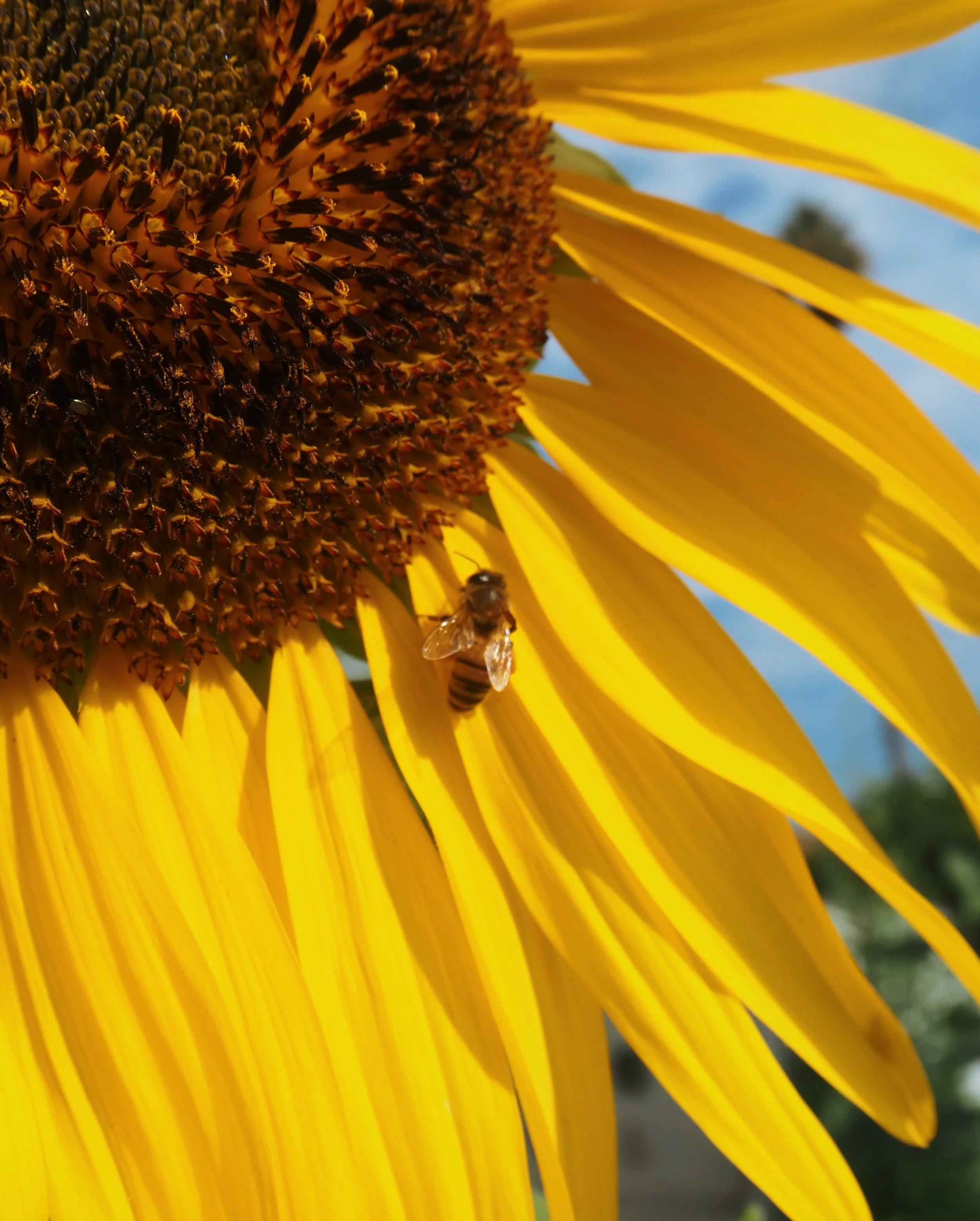 Bumblebee resting on the Petal of a Sunflower
