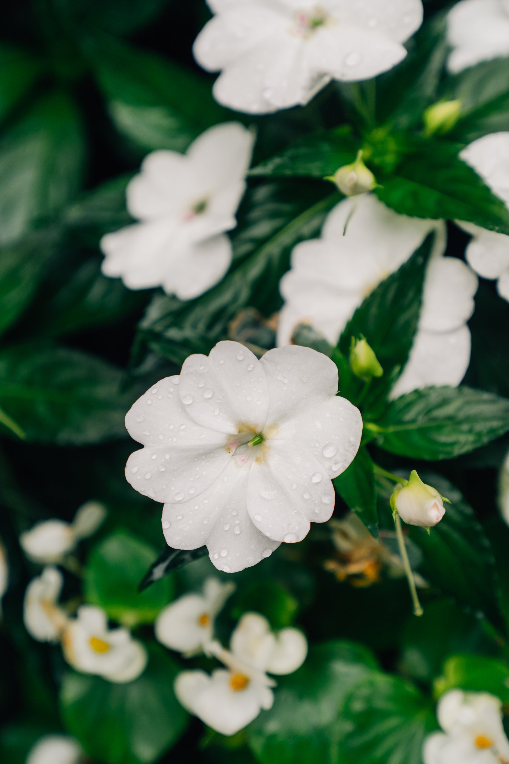 Portland Oregon Temple Wedding Photographer-1.jpg