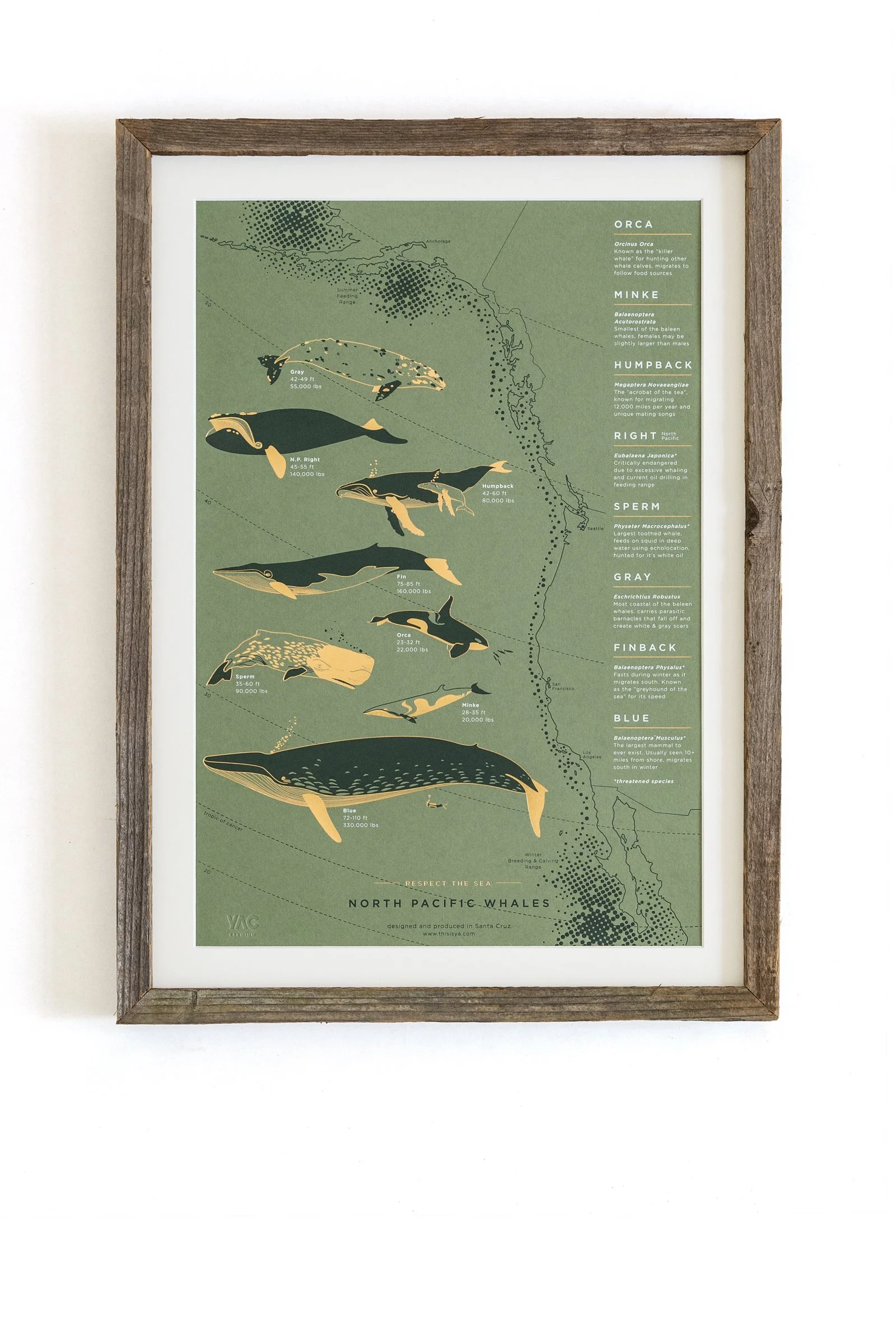 North Pacific Whales - Green