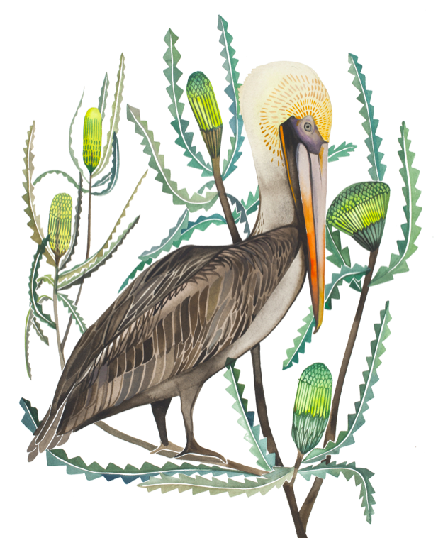 Banksia & Pelican