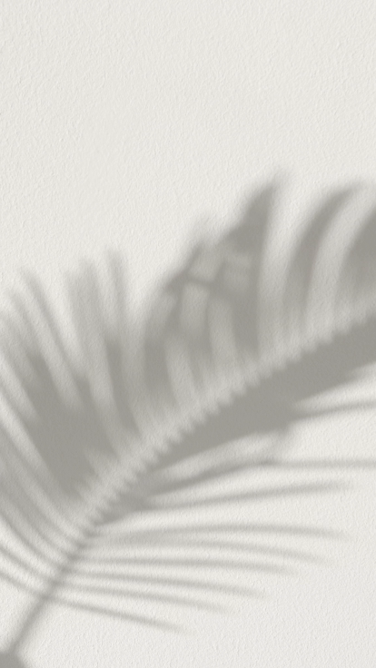 Shadow of a palm leaf cast on a white wall.