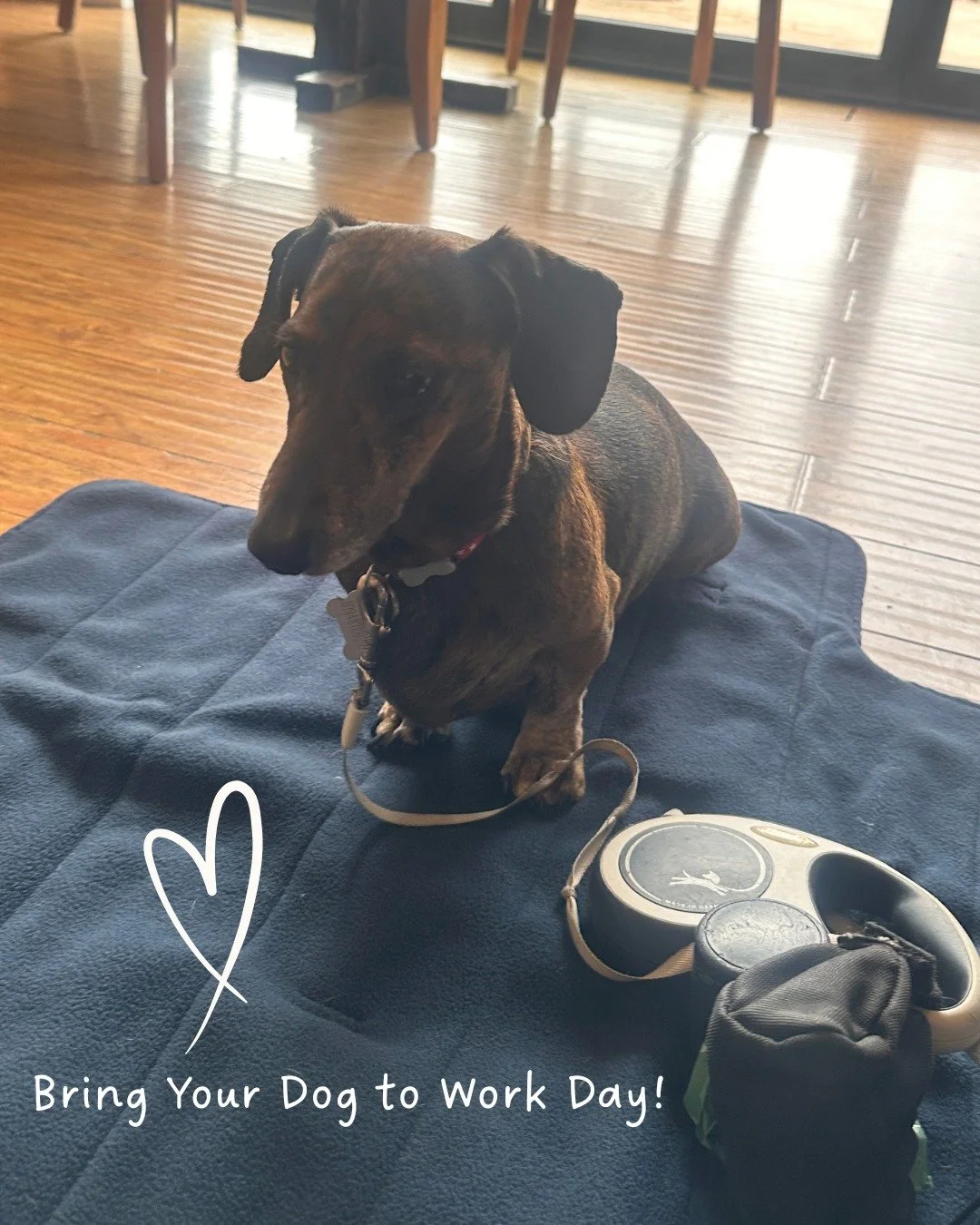 Apparently it&rsquo;s Bring Your Dog to Work Day, although Pablo seems to think every day already revolves around him anyway. 🐶

Pablo&rsquo;s contribution to Silver Lining Social this week includes:

🐾 Walking meeting supervision 
🐾 Sleeping thro
